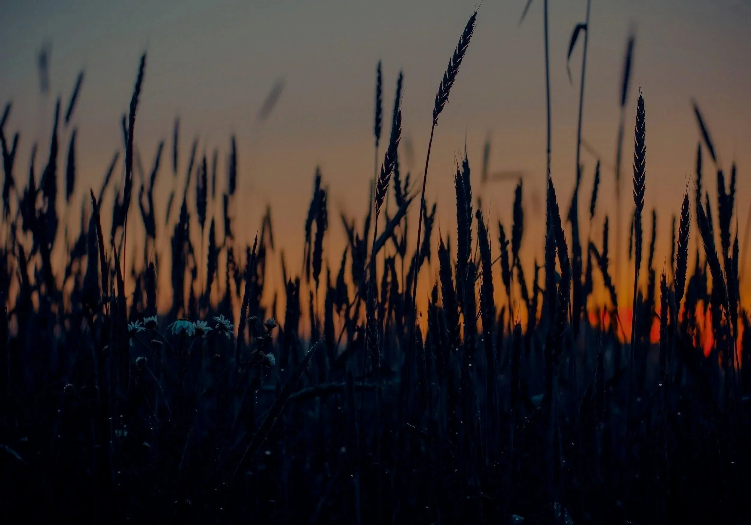 Silhouettes of tall grass or wheat against a sunset or sunrise sky with orange and purple hues.
