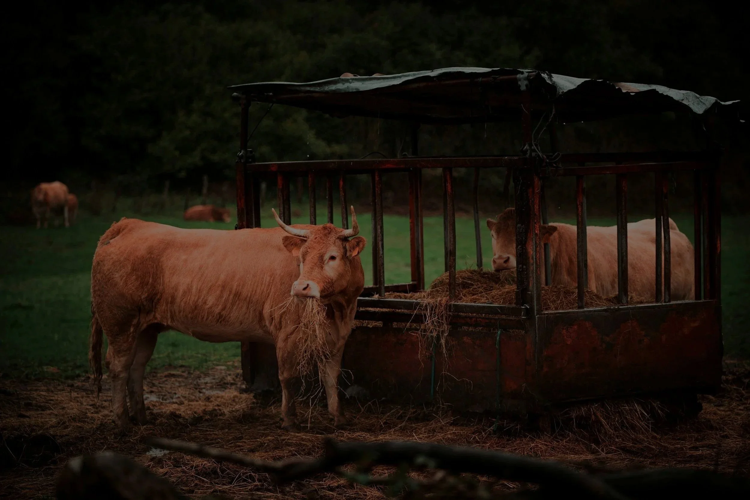 Cattle feeding in a shelter on a farm during dusk.
