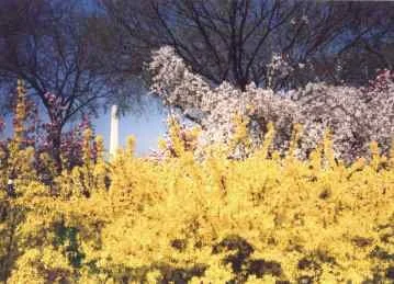 dc_spring.jpg