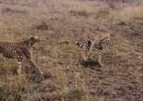 Some of my happiest moments are spent in anticipation of real-world wildlife dramas, sometimes waited for and other times stumbled into. In returning annually to Nairobi National Park, I have made a reasonably good safari guide for friends who want t