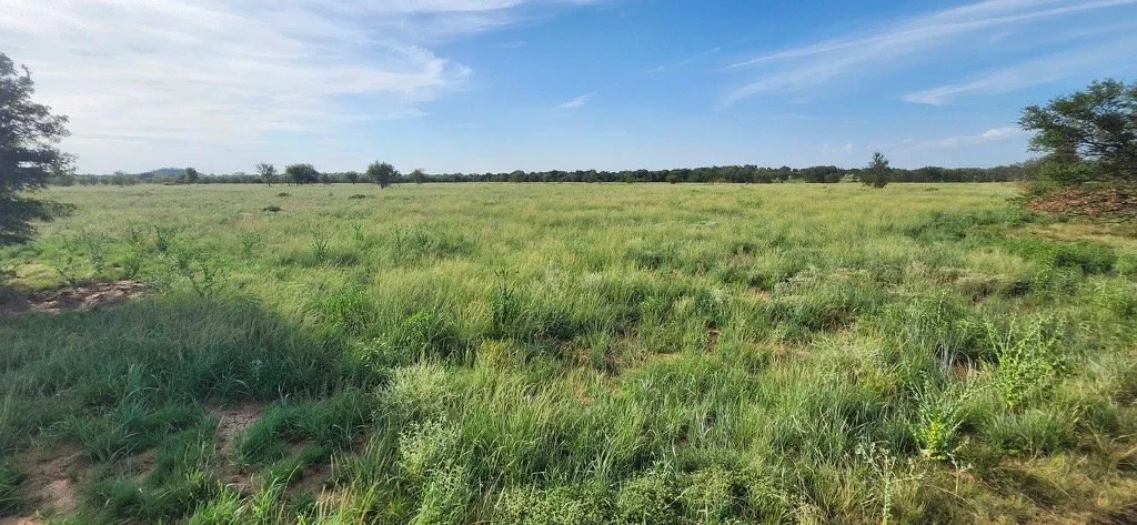 After brush removal and planting