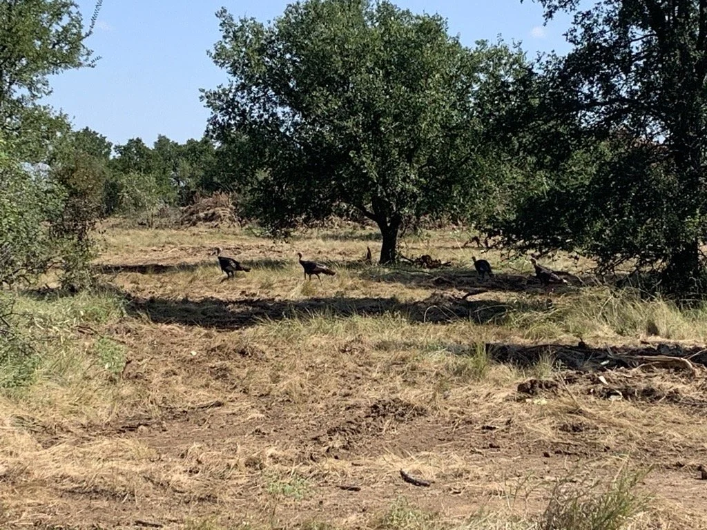 Walker Ranch Turkey Using Treatment Area_Taylor Daily.jpg