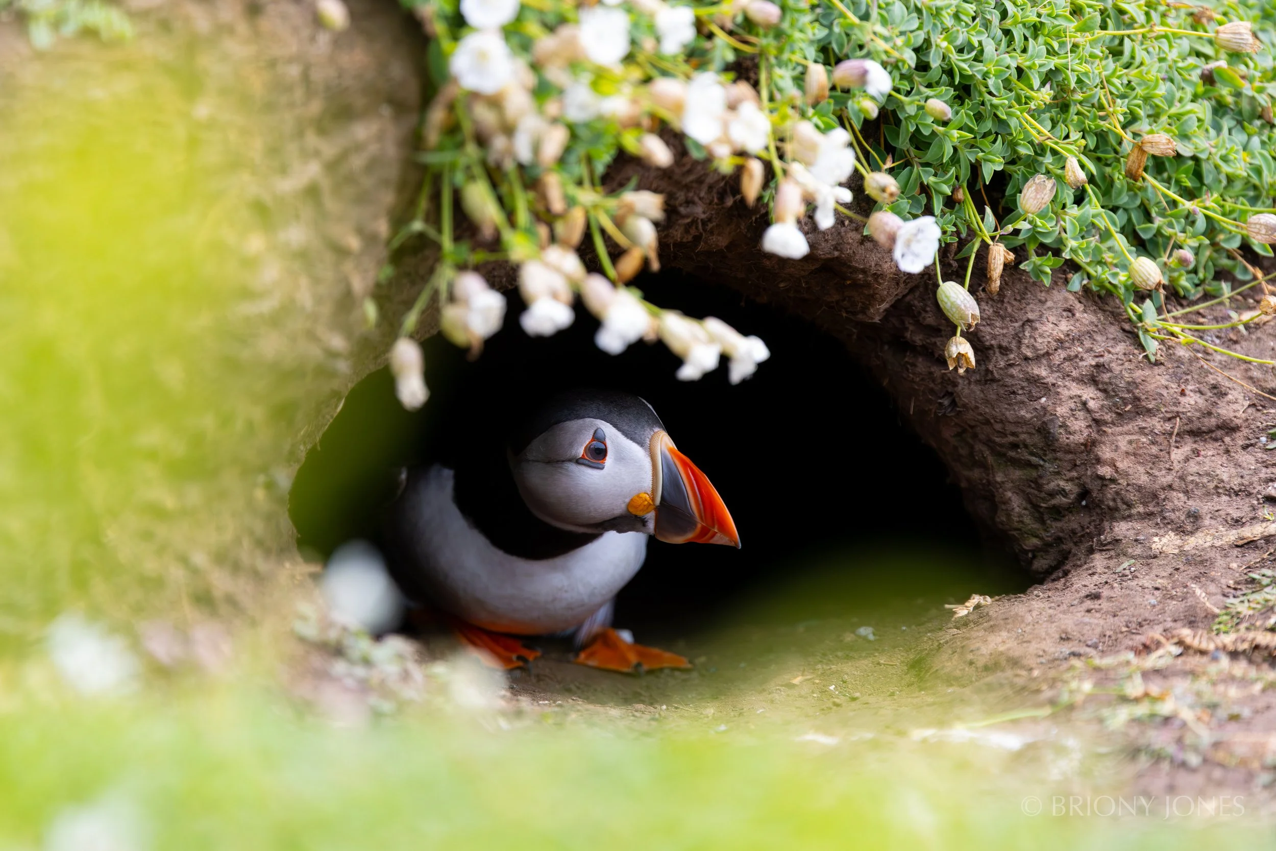 A puffin emerging from a burrow, surrounded by greenery and white flowers.