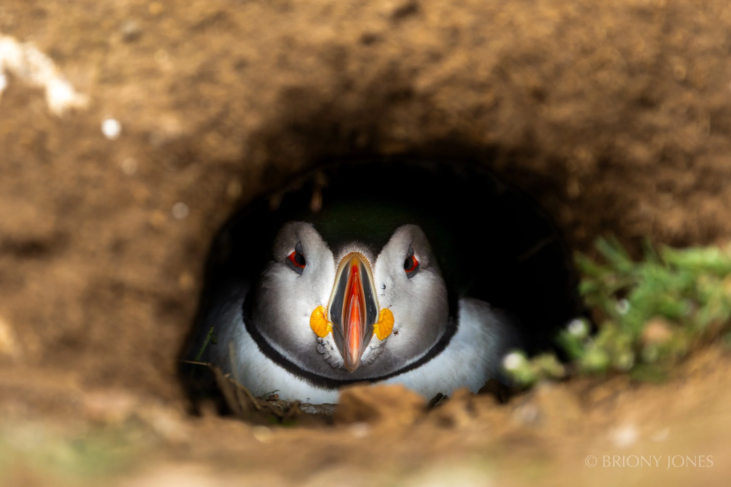 A puffin peeking out of its burrow, facing forward with black and white plumage, a colorful beak, and orange feet visible.