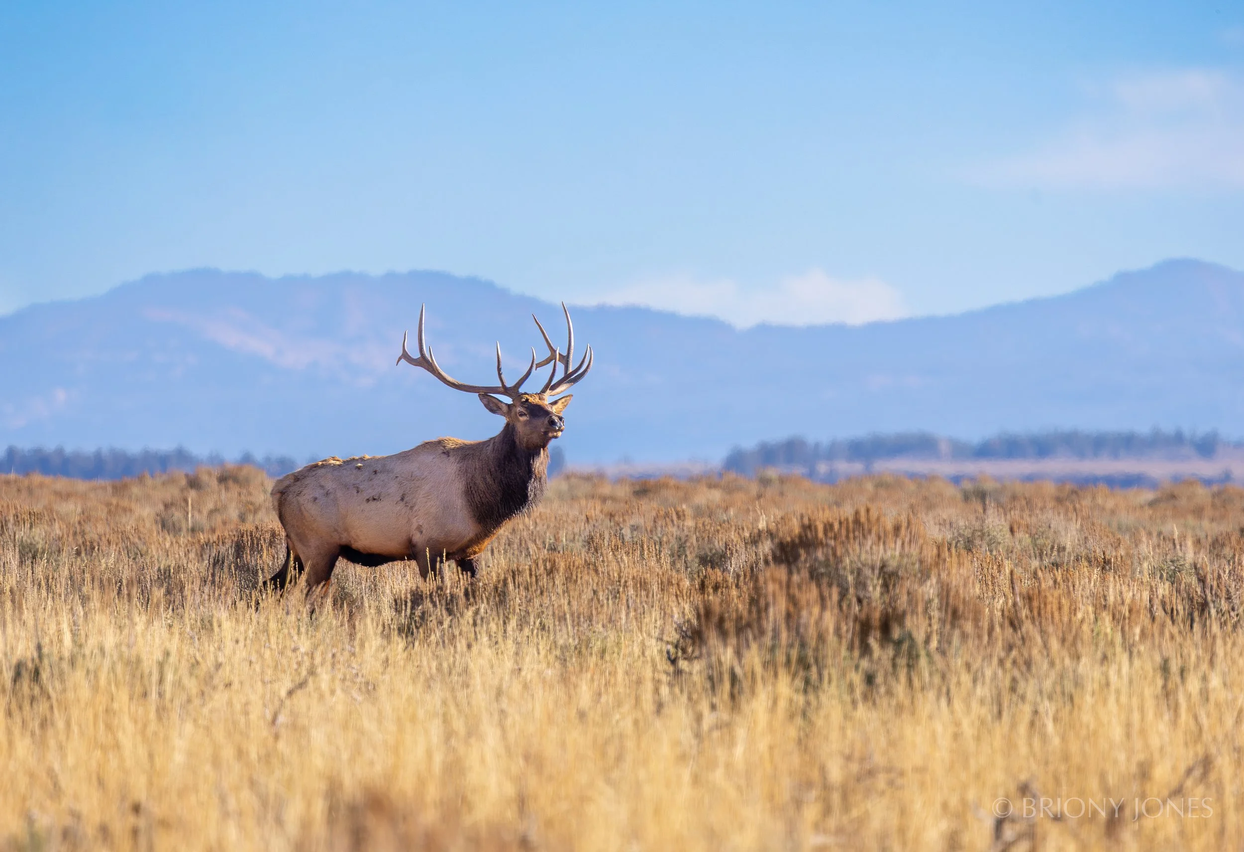 A large elk with impressive antlers standing in a field of tall, dry grass with mountains in the background.