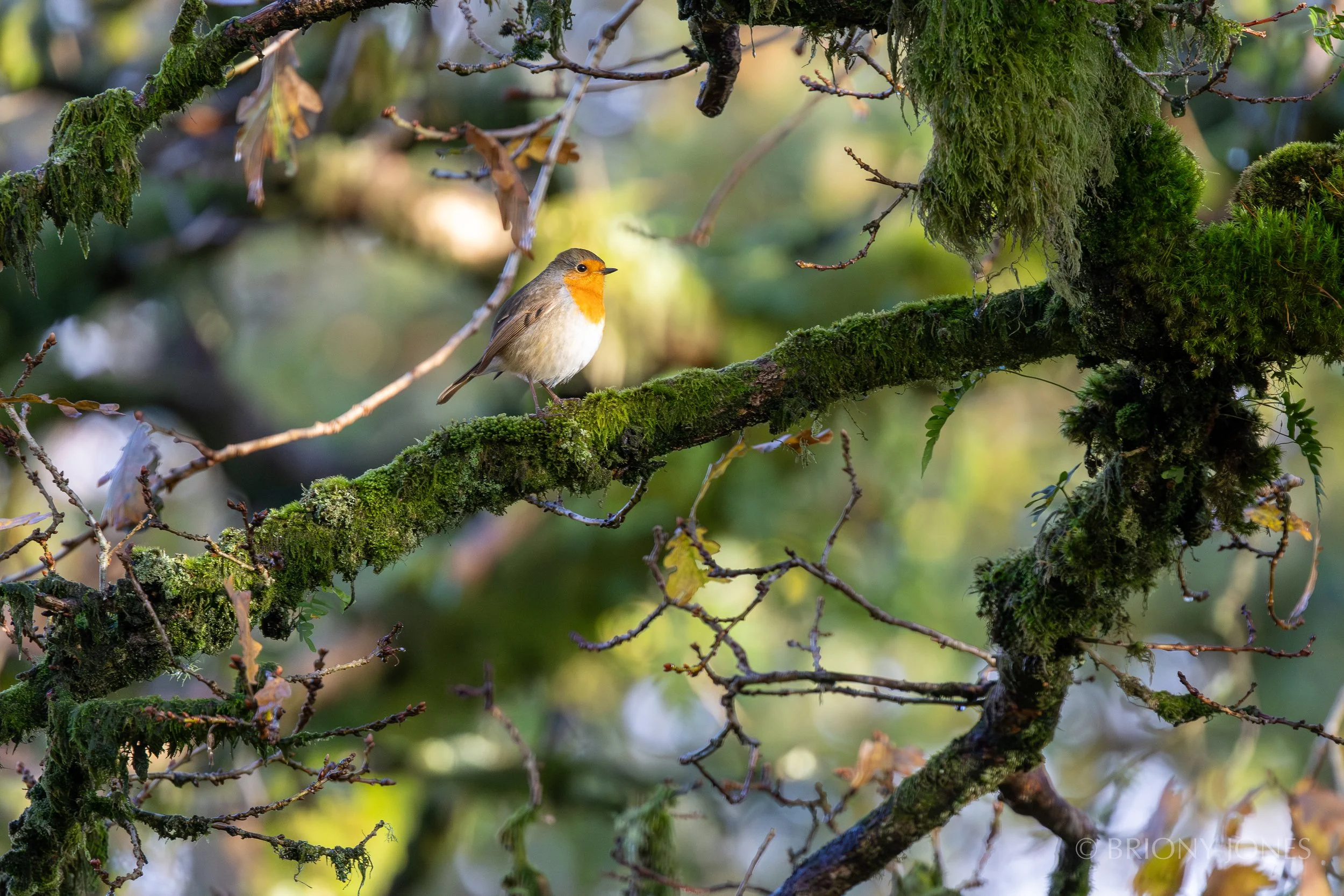 A small bird with orange face and white belly perched on a moss-covered tree branch in a lush forest setting.