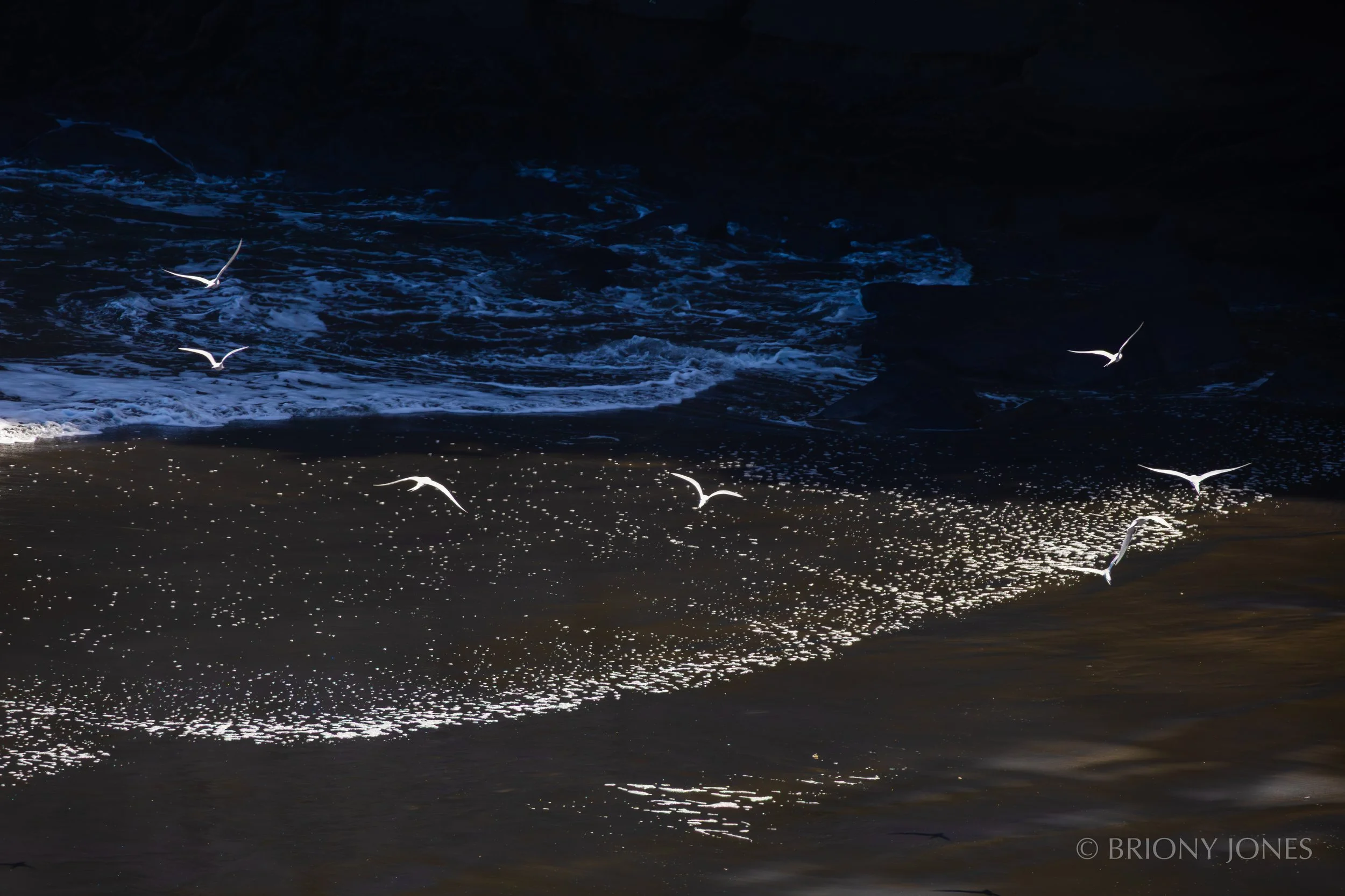 Seagulls flying over a dark ocean shoreline with waves and sparkles on the wet sand