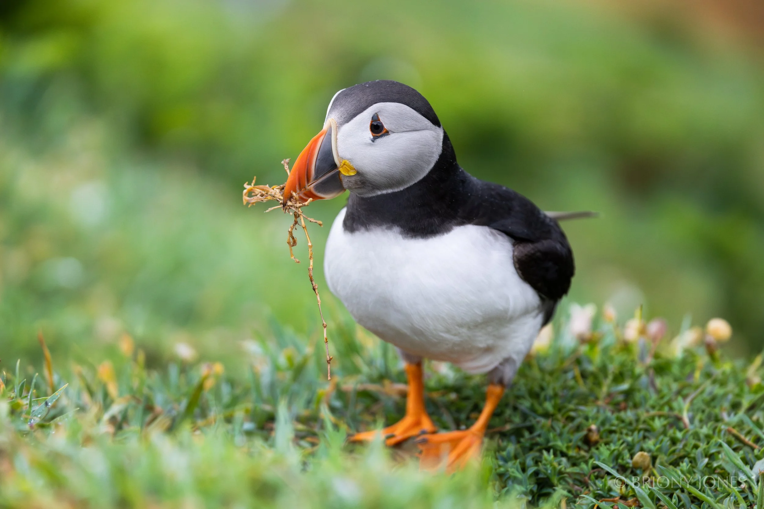 A puffin standing on green grass with a fish in its beak.