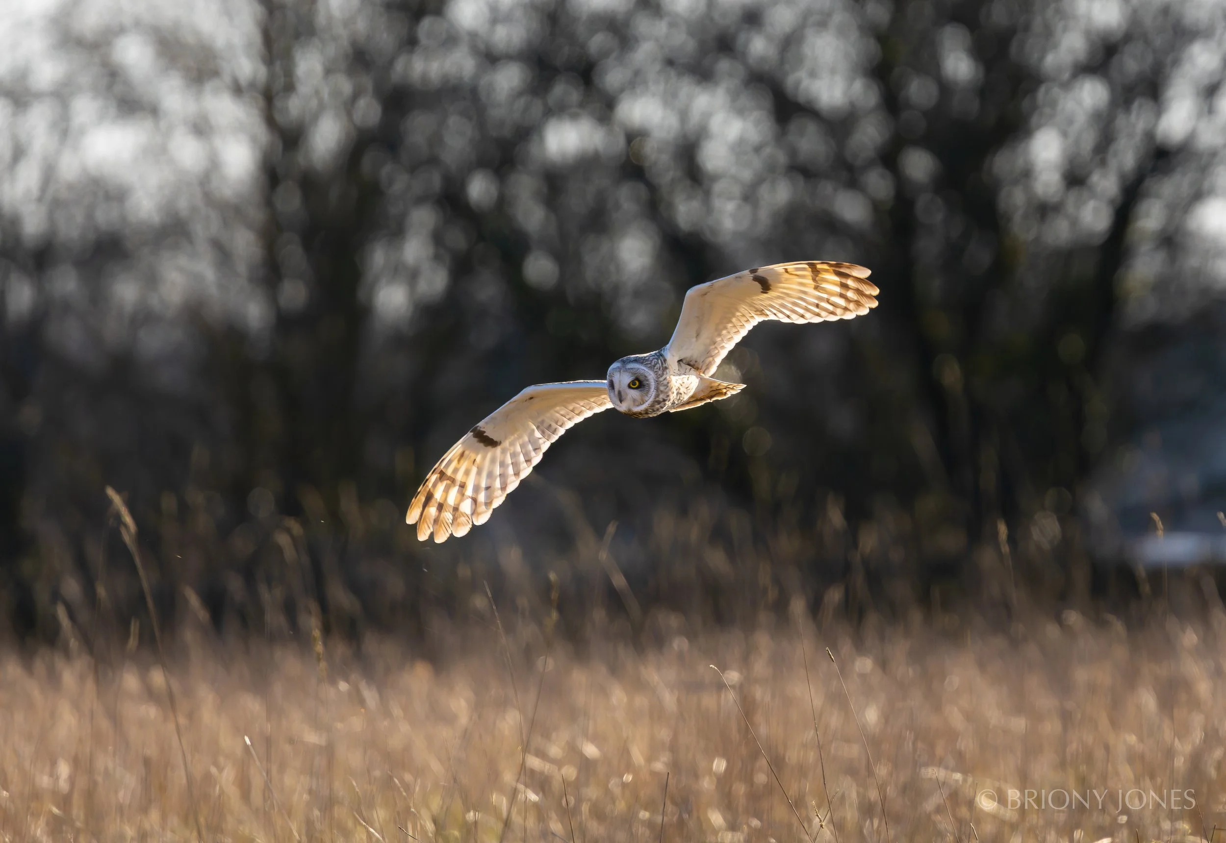 A snowy owl flying low over a field with tall dry grass and trees in the background.