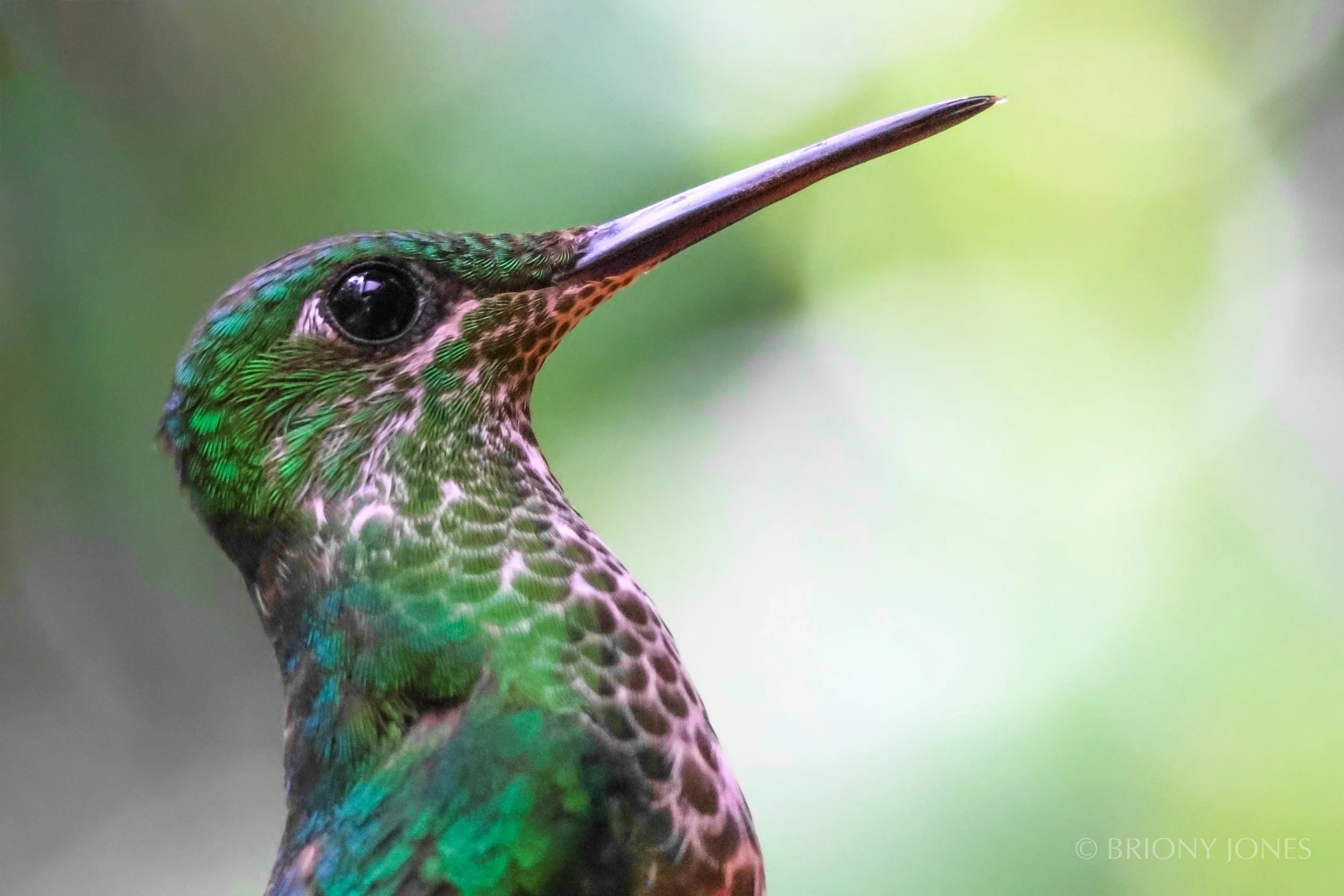 Close-up of a green hummingbird with iridescent feathers and a long, straight beak, against a blurred green background.