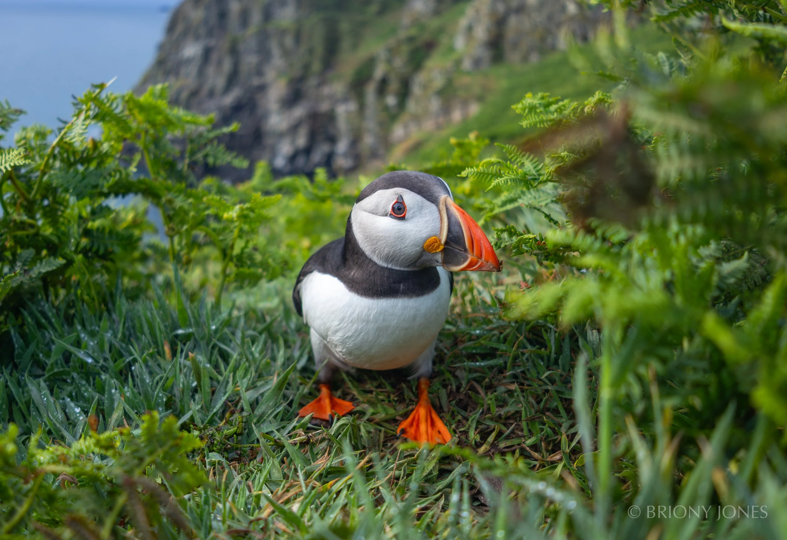 A puffin standing on green grass among ferns, with rocky cliffs in the background.