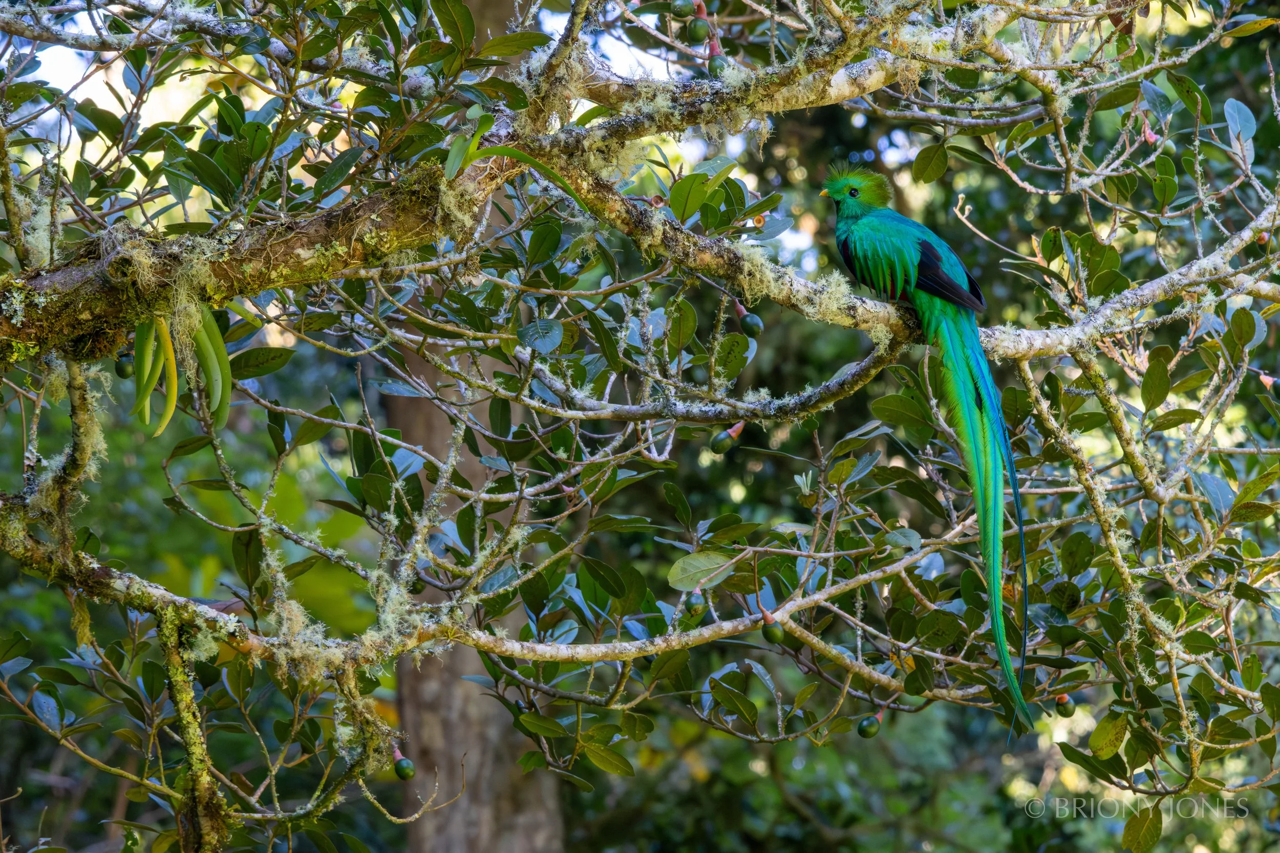 A colorful bird with green, blue, and black feathers perched on a moss-covered tree branch among green foliage.