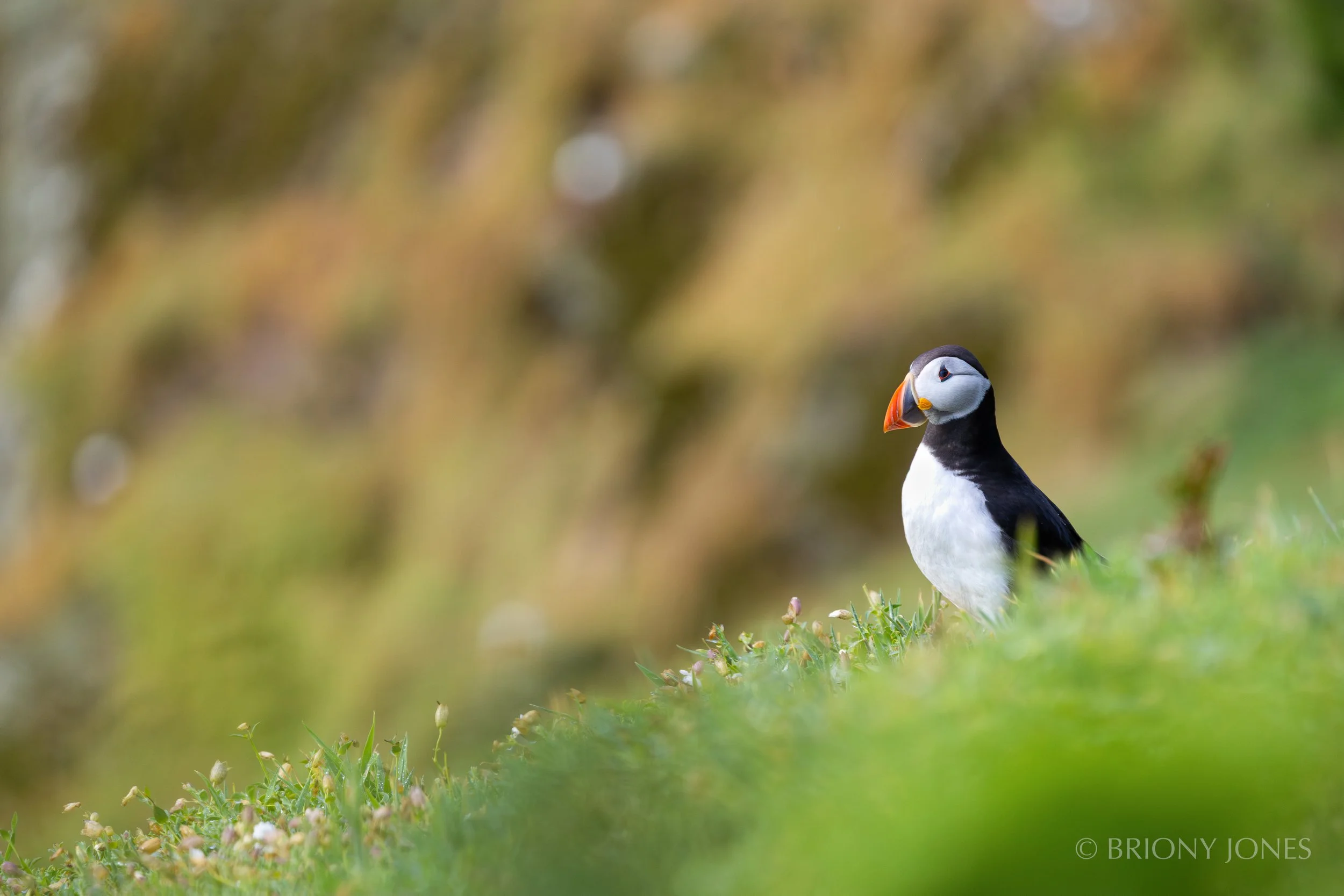 A puffin standing on green grass with yellow and brown blurred foliage in the background.