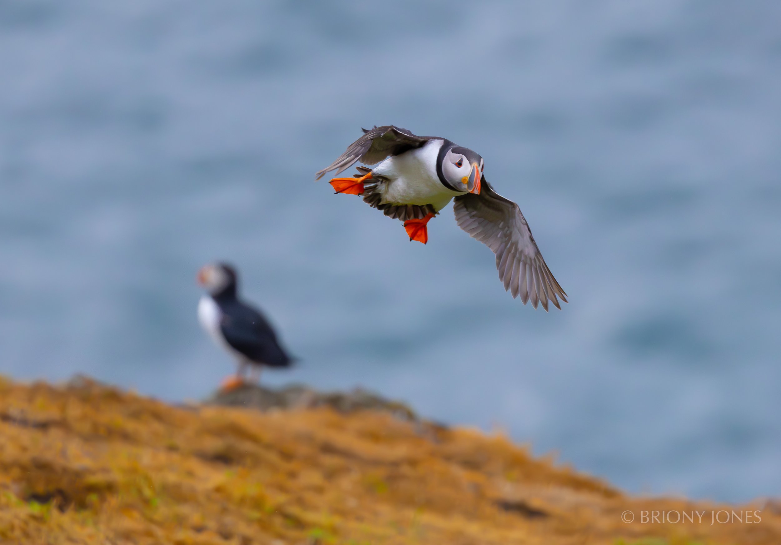 A puffin in flight over a rocky shoreline with another puffin standing on the ground, ocean in the background.