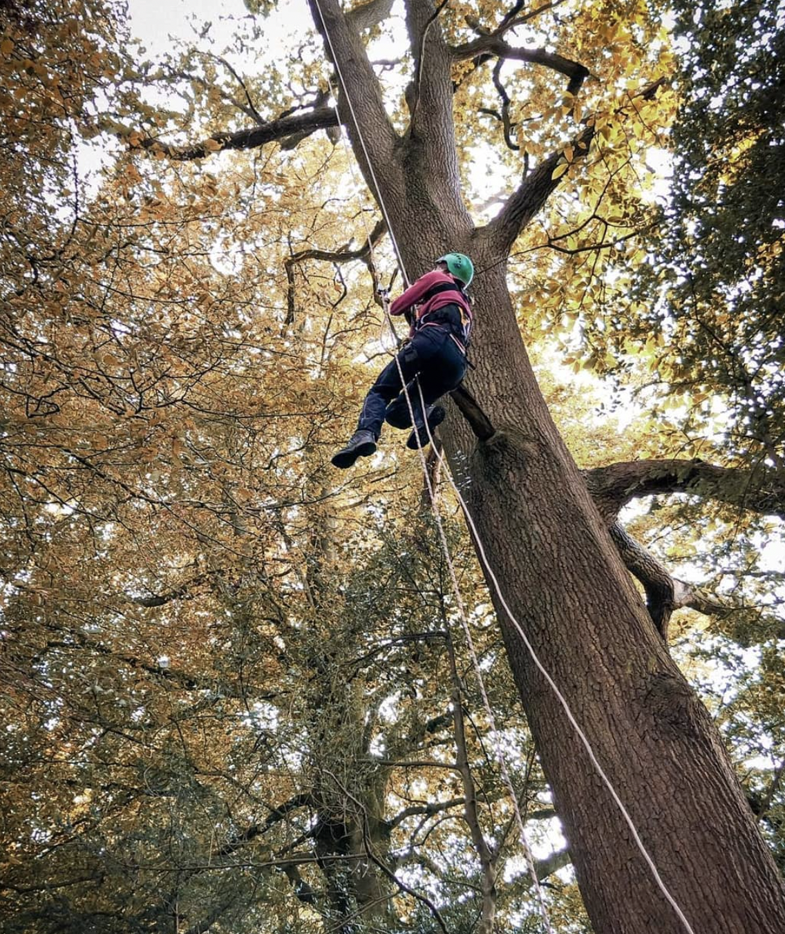 A person climbing a tall tree with safety gear and a helmet, surrounded by autumn-colored leaves.
