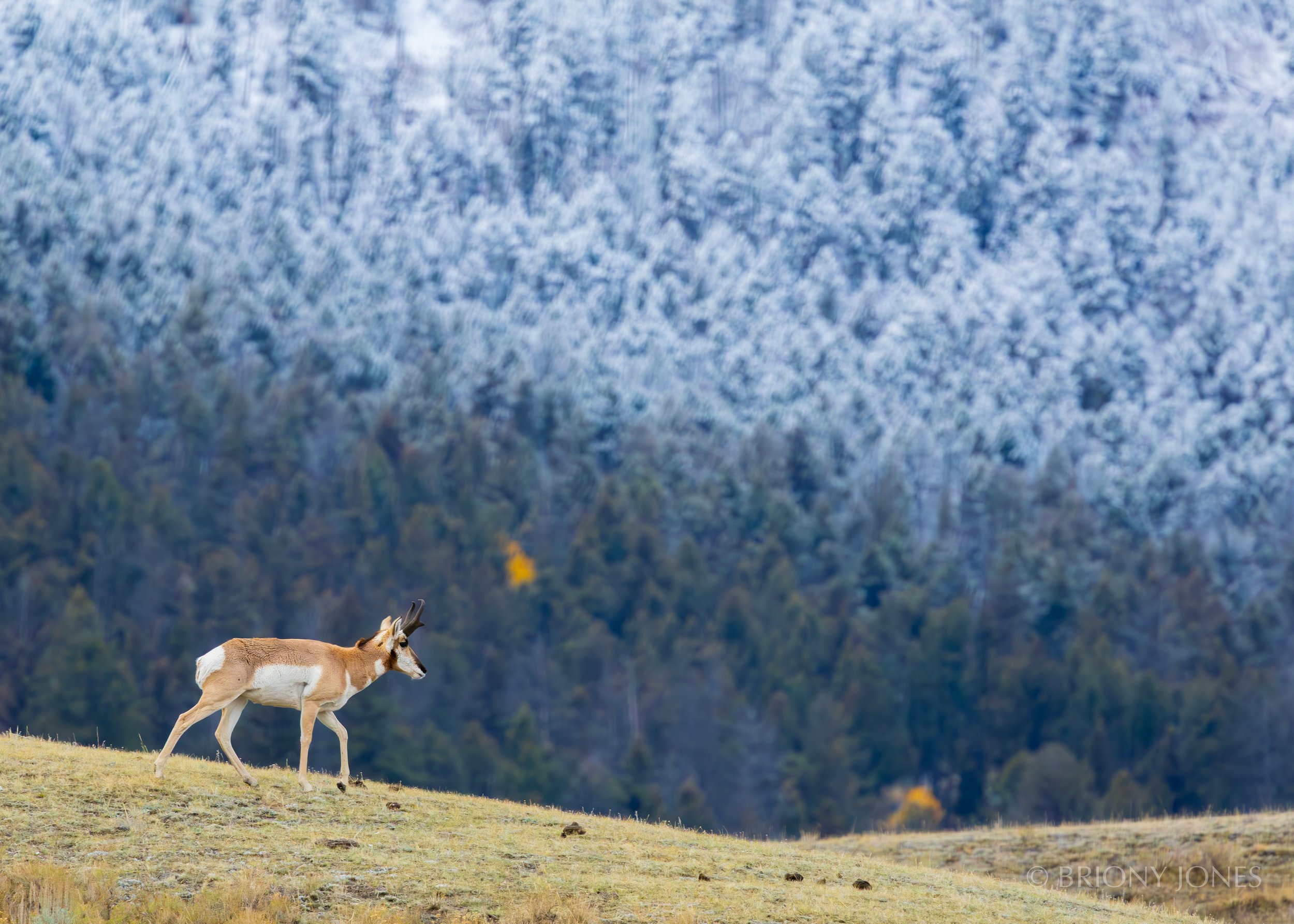 A antelope walking on a grassy hill with a wintery, snow-covered forest in the background