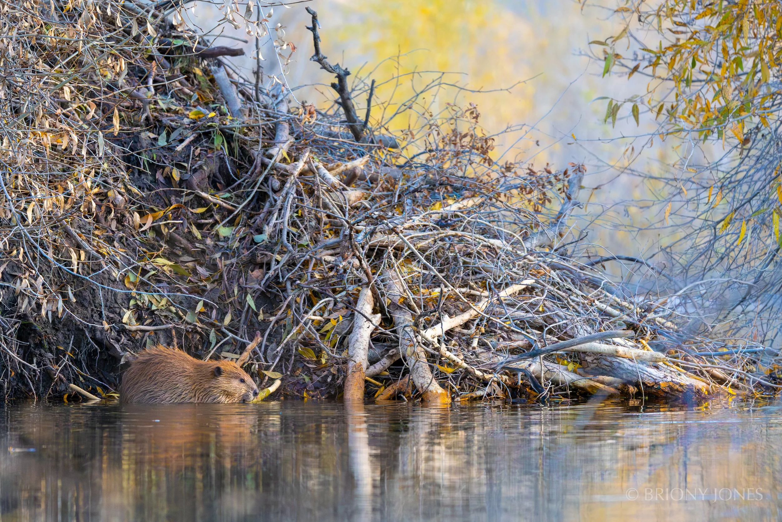 A beaver swimming near a riverbank with a large pile of branches and leaves, with autumn-colored trees in the background.
