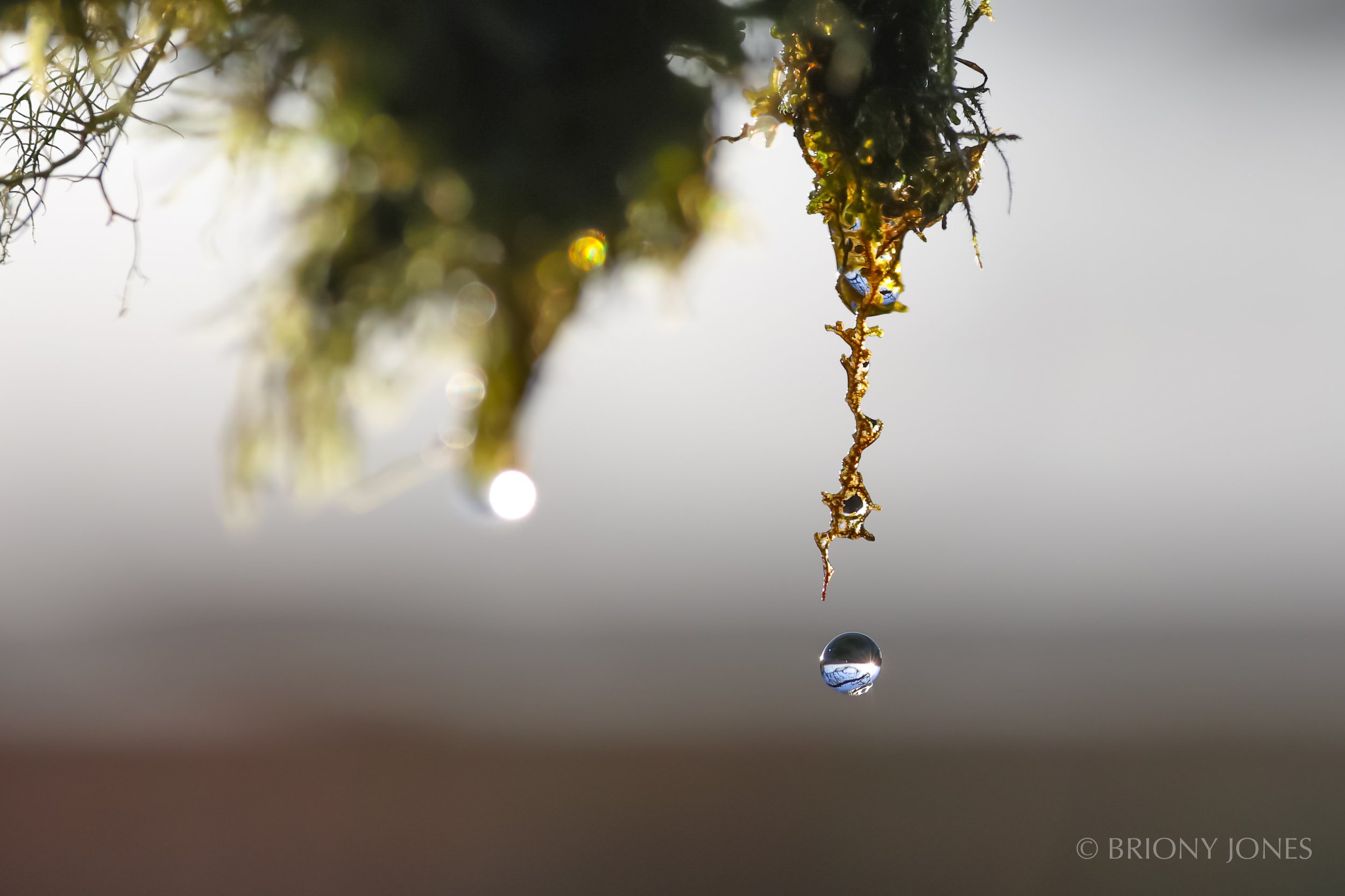 Close-up of a moss-covered branch with a water droplet hanging from it, reflecting the surroundings.