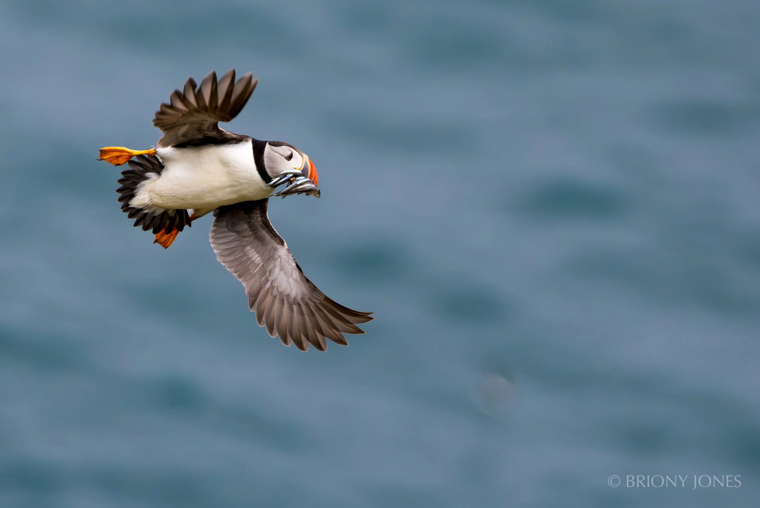 A puffin in mid-flight holding a fish in its beak over a blue ocean background.