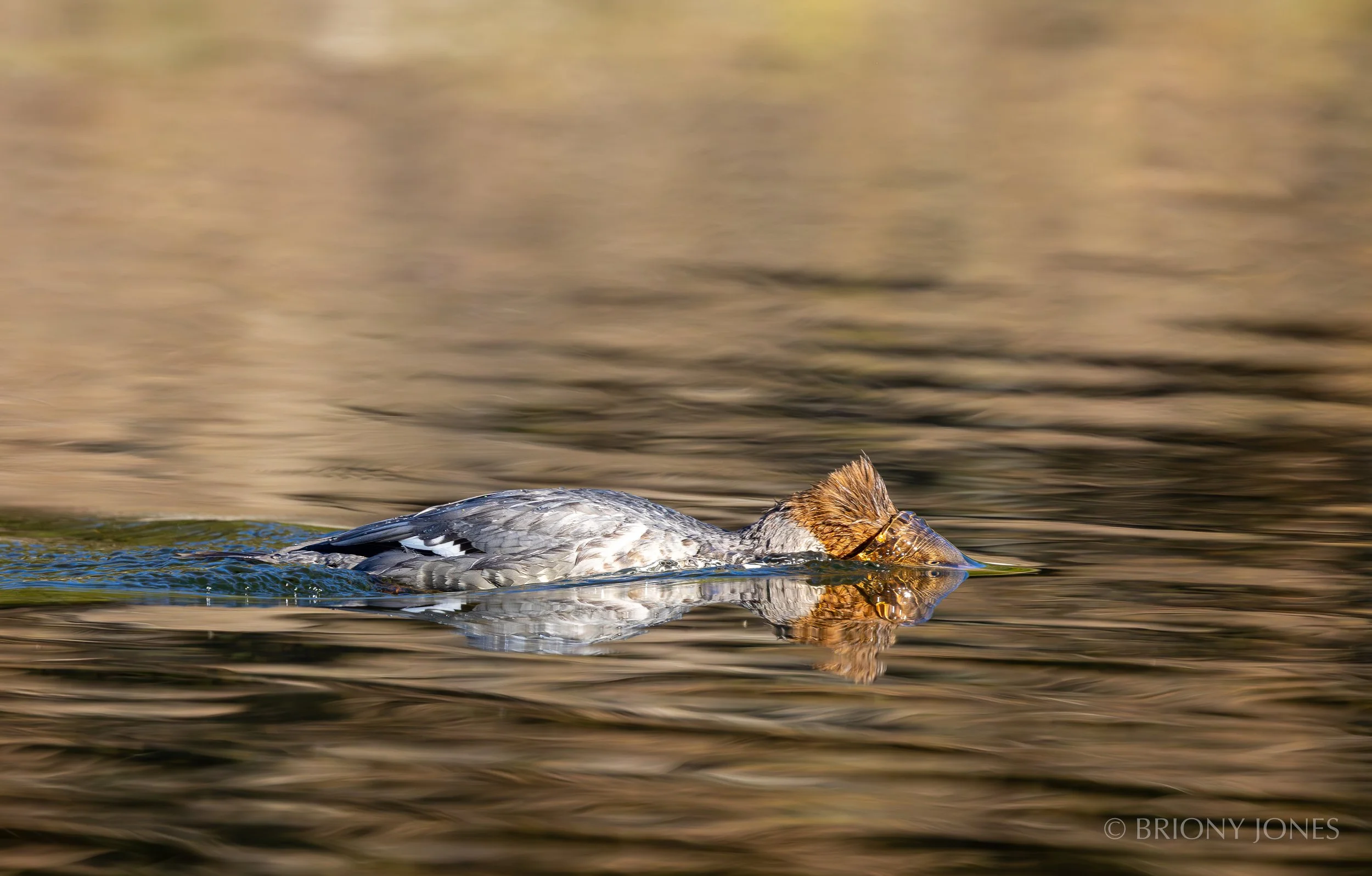 A duck swimming in water with its head submerged, creating ripples, and its reflection visible on the surface.