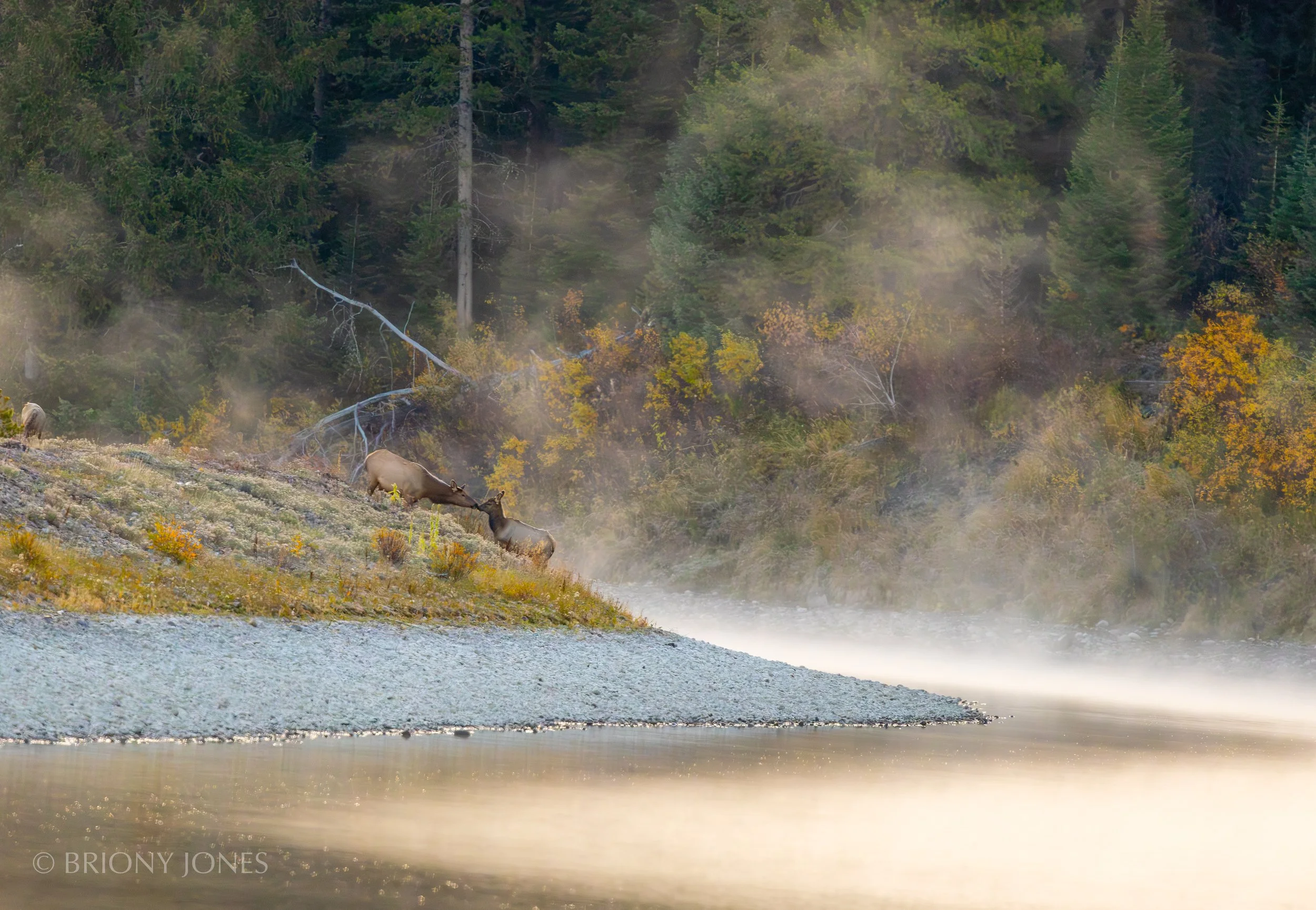 Two moose on the riverbank with steam rising from the water, surrounded by trees with autumn foliage in the background.