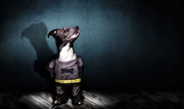 A black dog wearing a gray shirt with a bone design and yellow belt, standing on a wooden floor against a dark background.