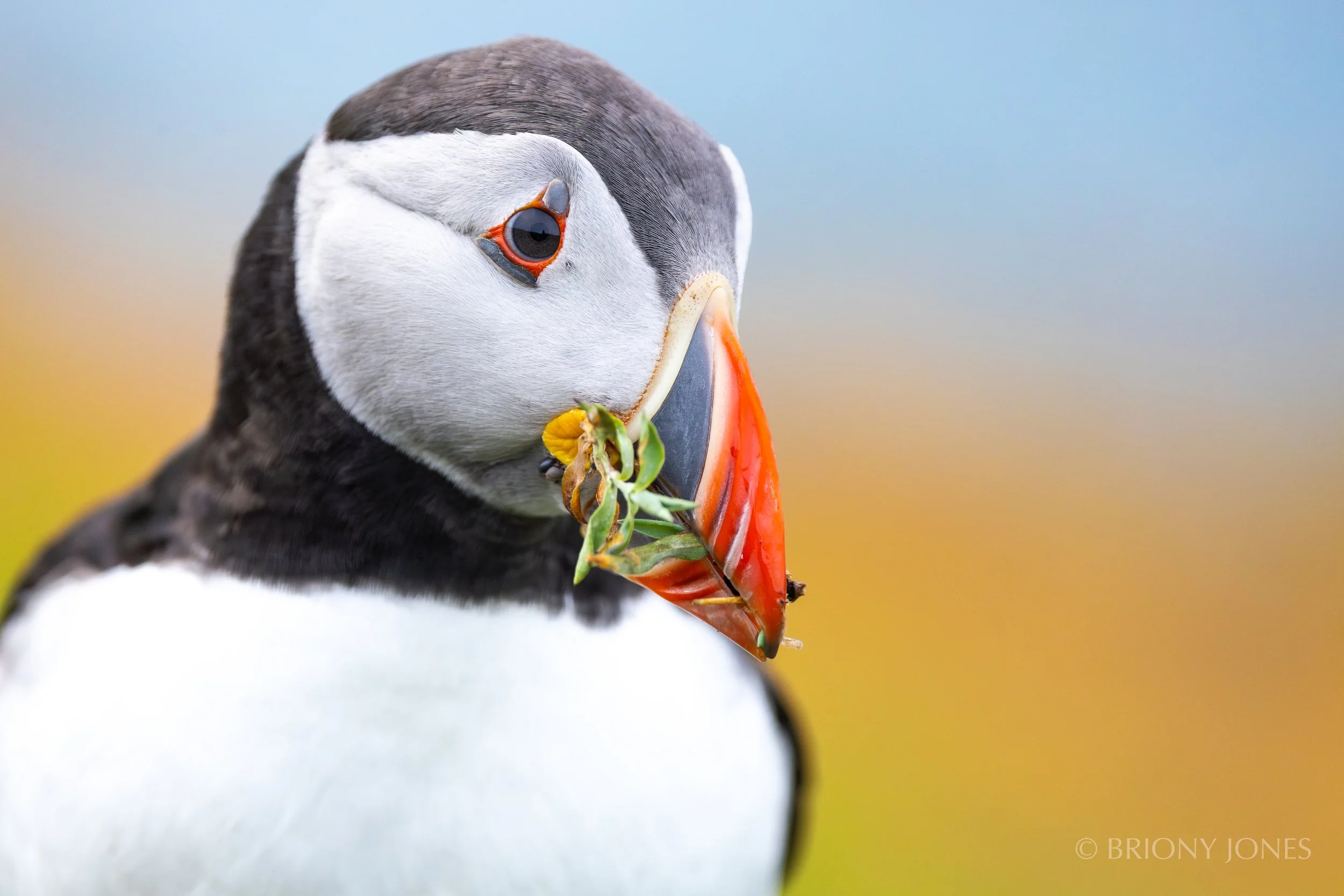 Close-up of a puffin holding green leaves in its beak, with a blurred yellow and blue background.