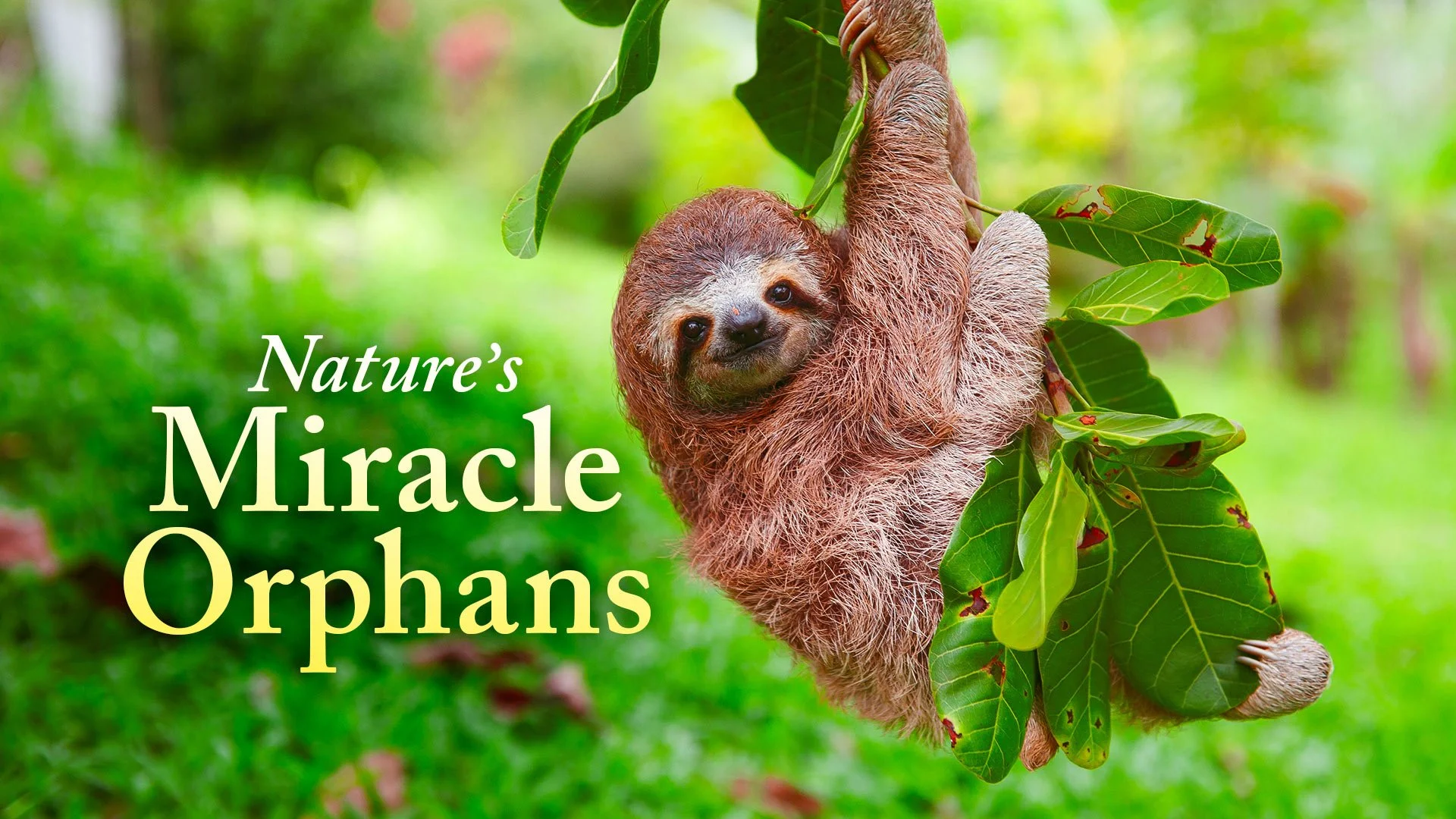 A close-up of a smiling sloth hanging from a tree branch surrounded by green leaves, with the text "Nature's Miracle Orphans" on the left side.
