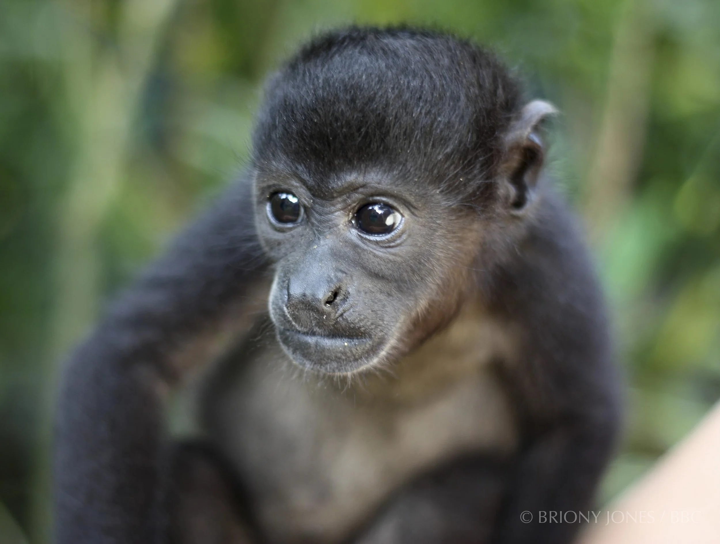 Close-up of a baby gorilla with big, dark eyes and black fur, in a natural green habitat.