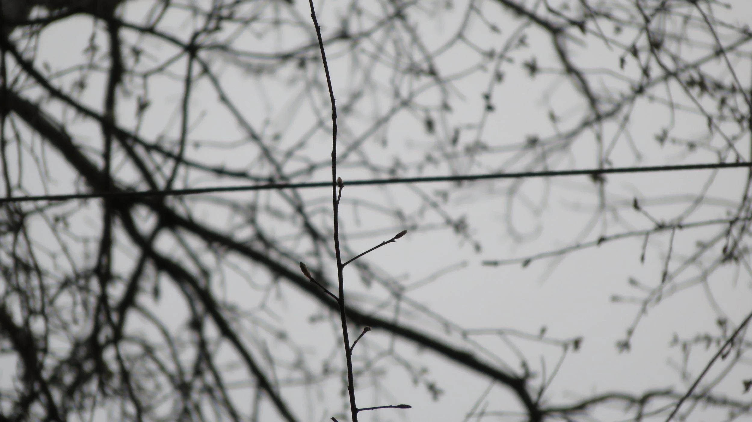Bare tree branches with a static cable installed between two leaders 