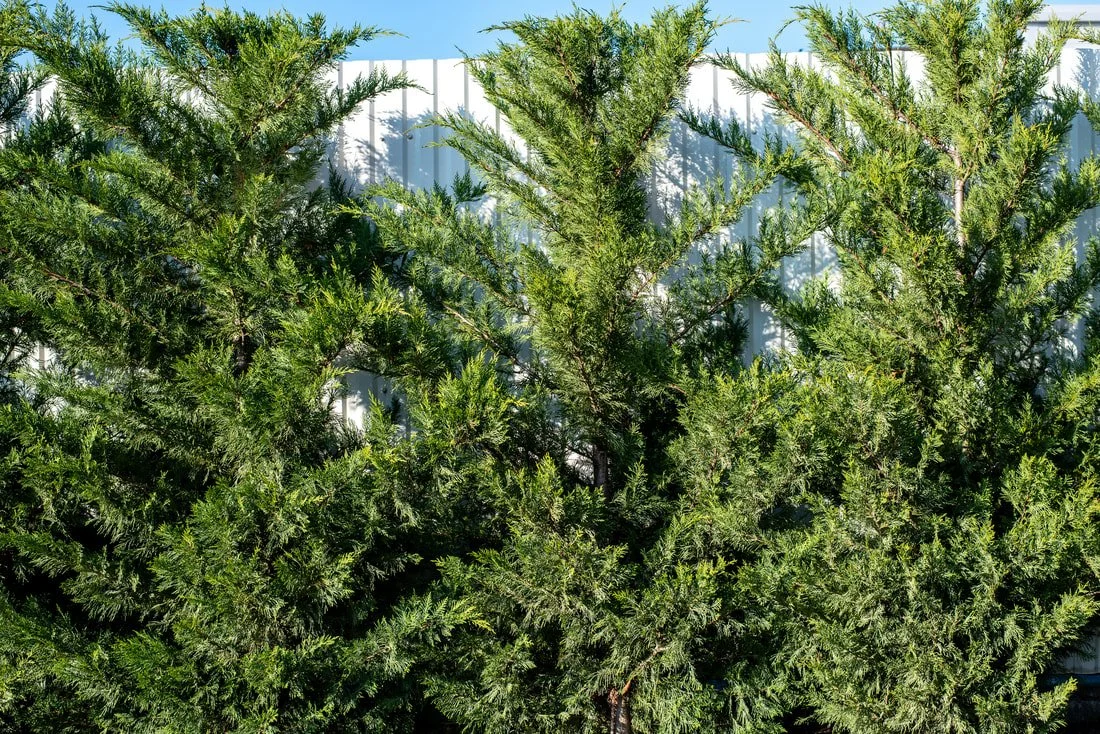 leyland cypress privacy fence