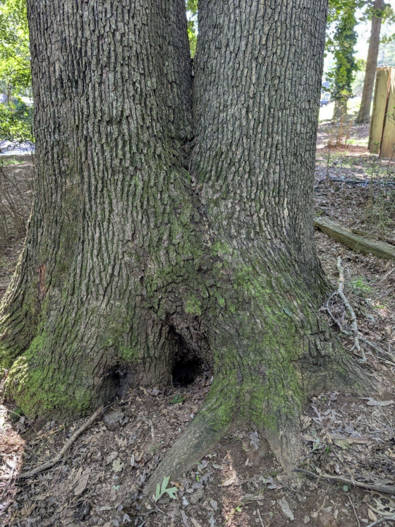 base of large tree with small cavity
