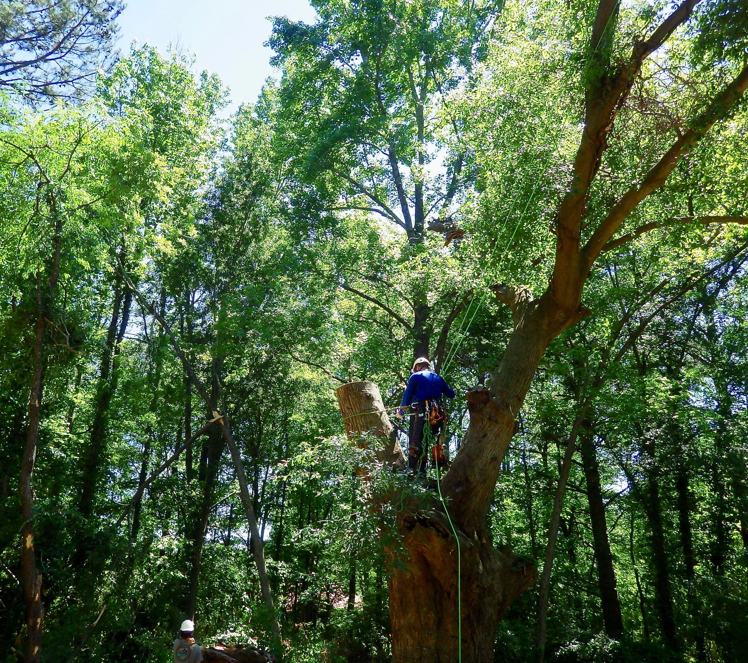 Tree climbers in a dense forest, one standing on a large tree trunk and others on the ground, with ropes and safety equipment.
