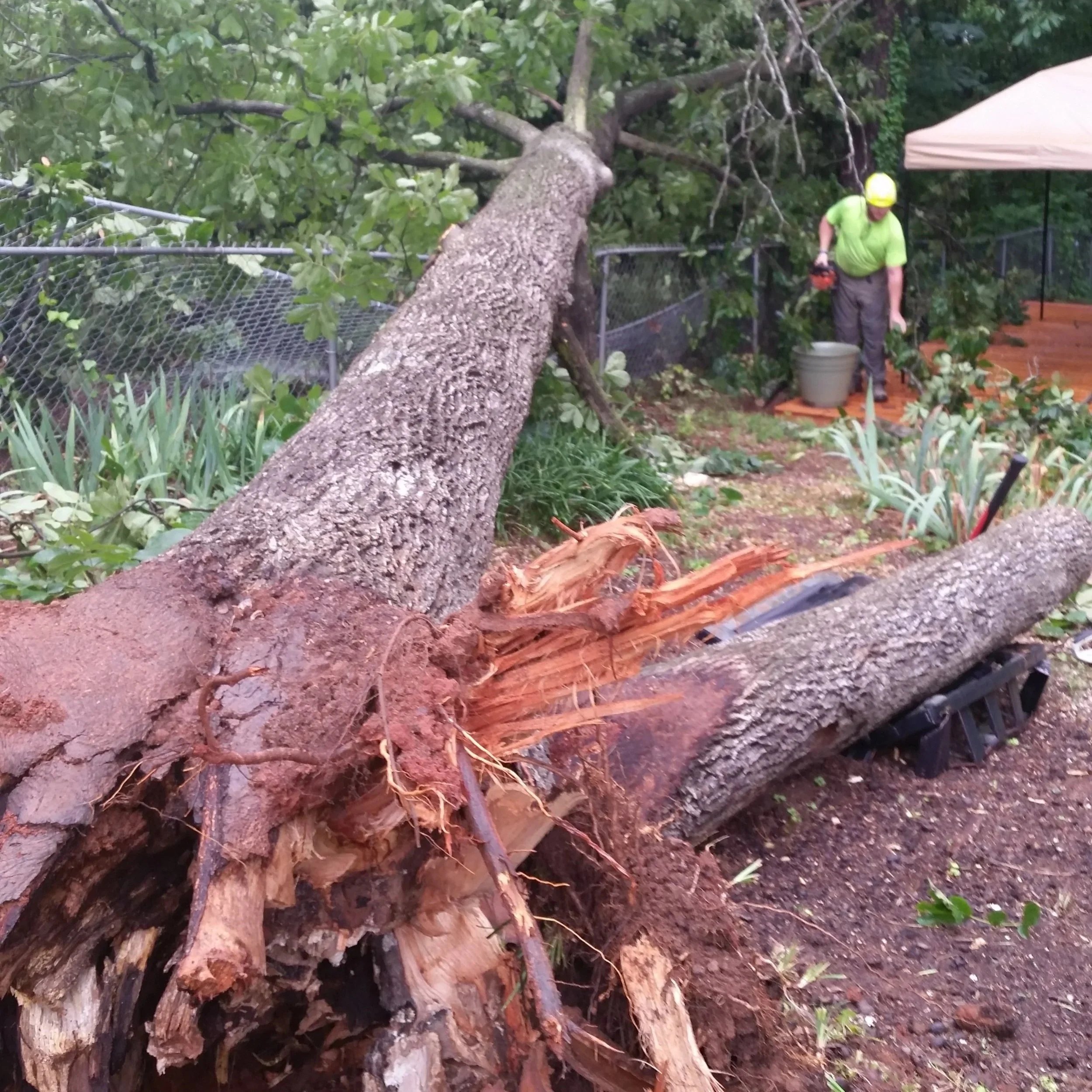 A fallen tree with exposed roots in a backyard with a person wearing a green shirt and a yellow helmet cutting the tree with a chainsaw.