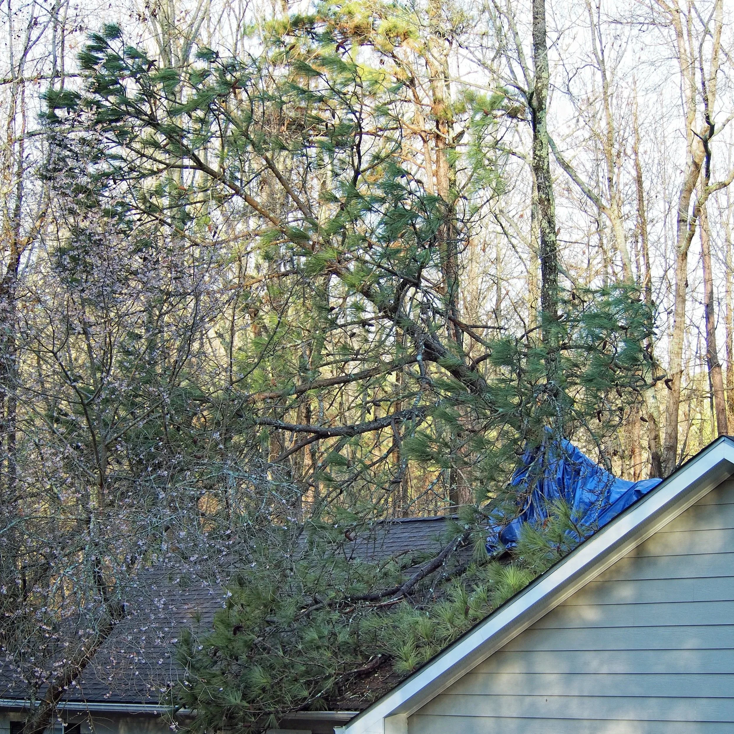 A tree has fallen on the roof of a house, with branches and leaves covering part of the roof.