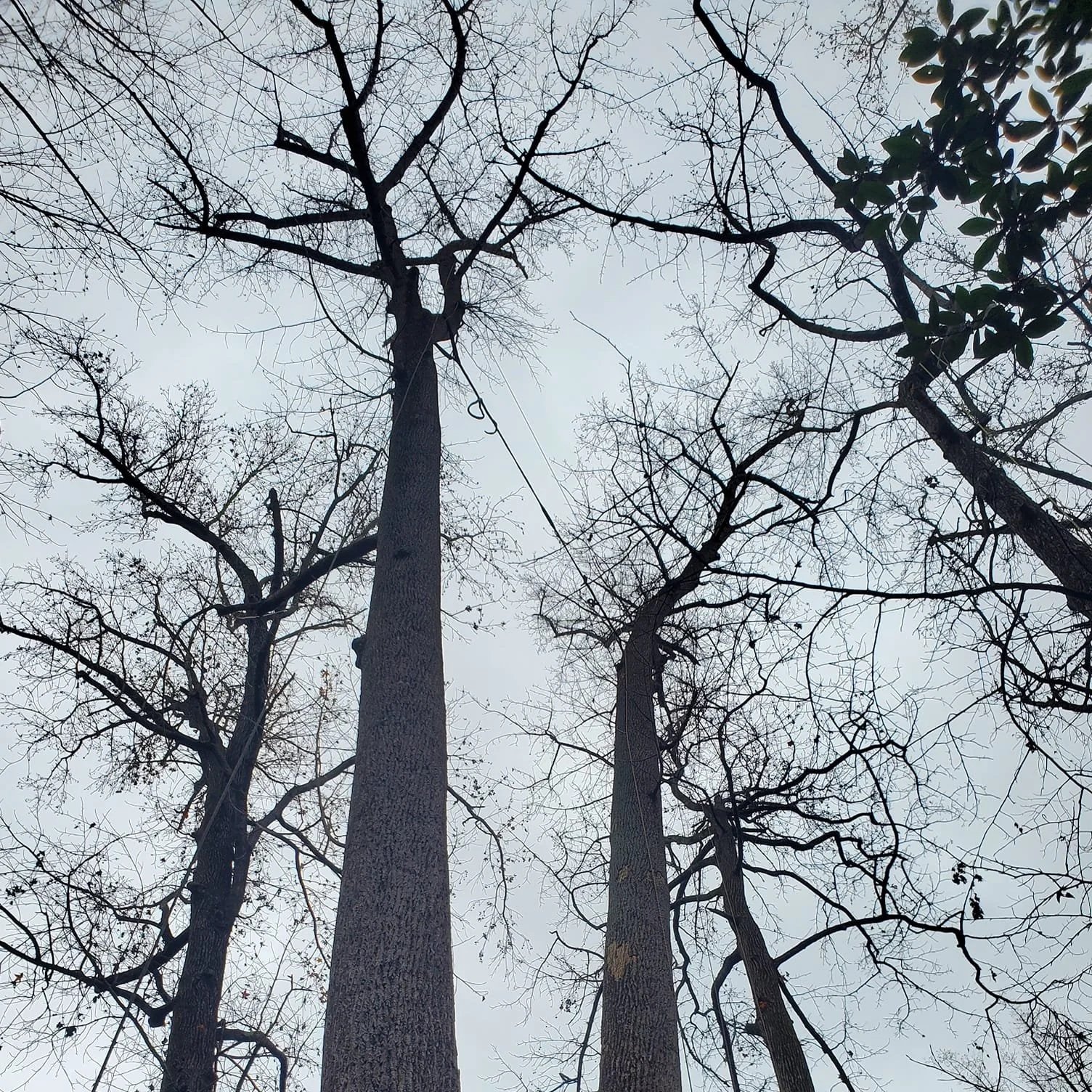 Tall, leafless trees with a static cable installed between two leaders