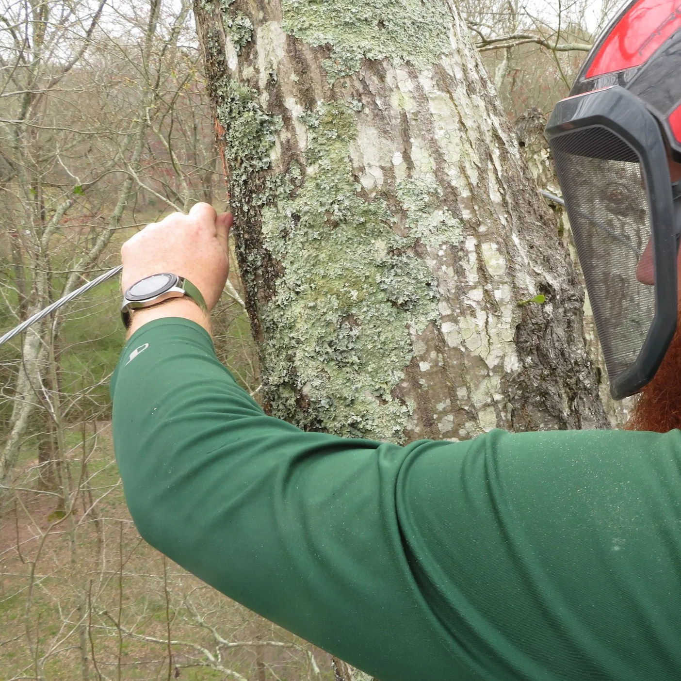 Installing a static cable between two leaders in a codominant tree