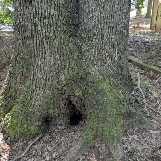 Close-up of the base of a large tree with textured bark and two small holes at the bottom.