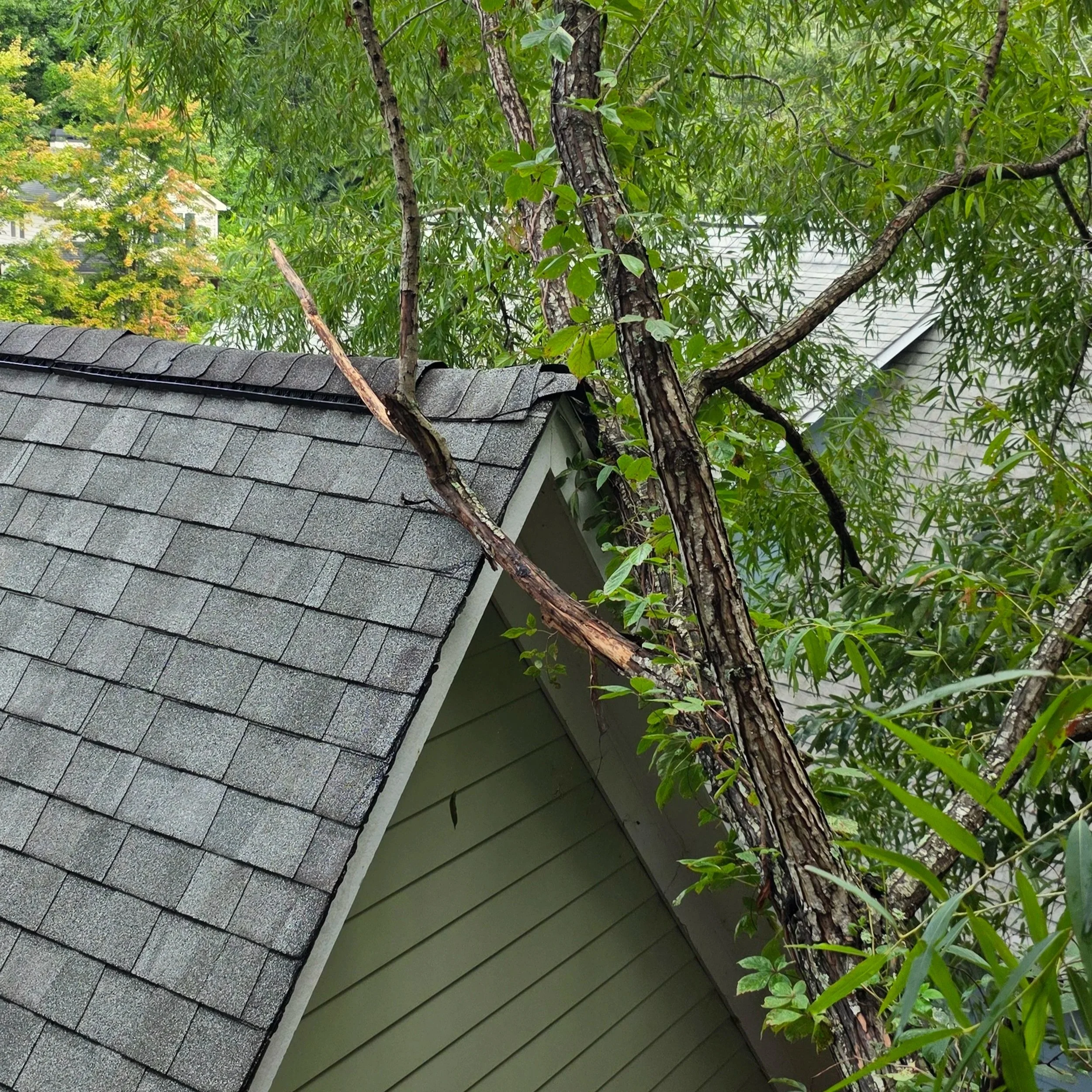 Tree limbs and leaves extending over a house roof with gray shingles, partially obscuring the house's exterior wall.