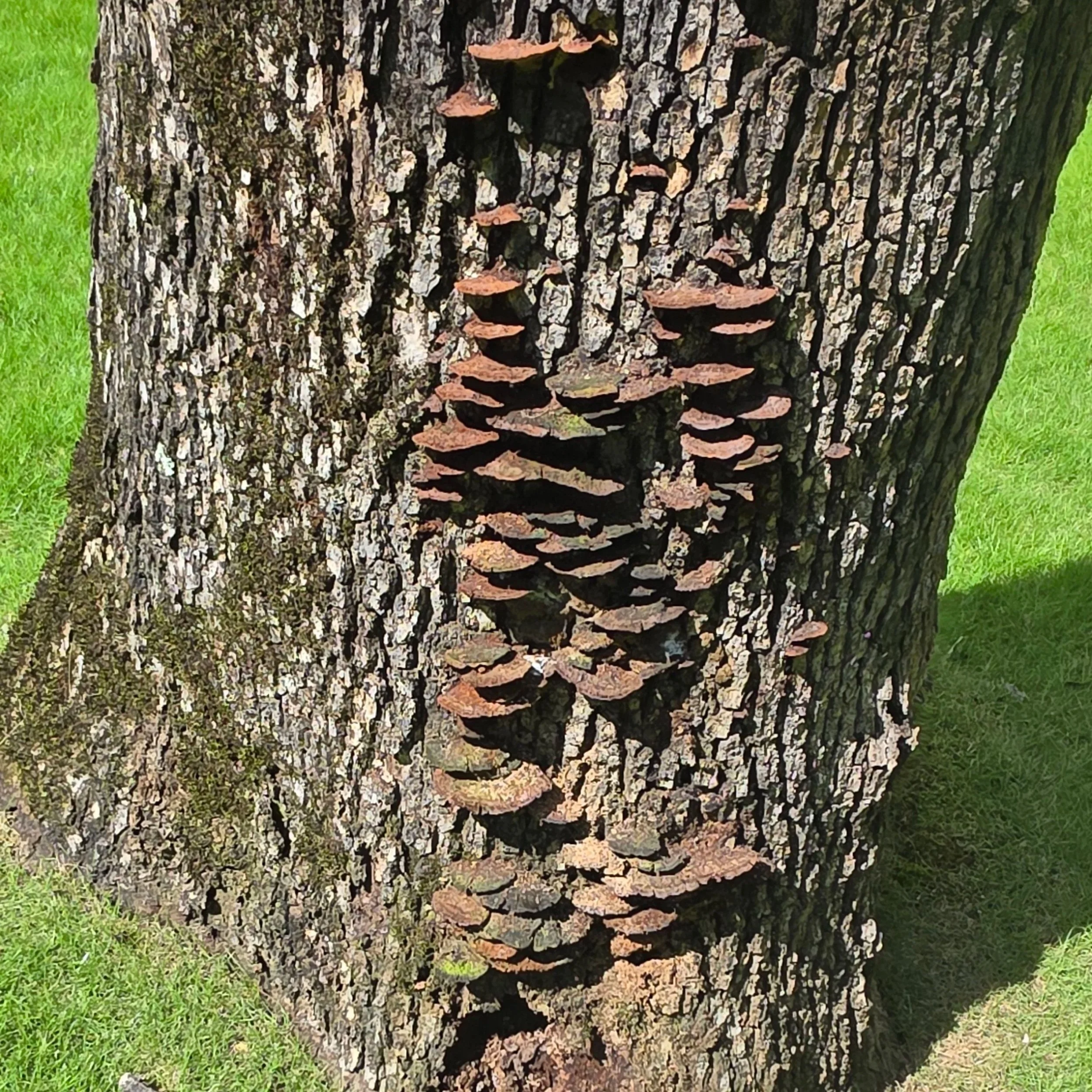 A close-up of a tree trunk with clusters of brown and black mushrooms growing on its bark, with green grass in the background.