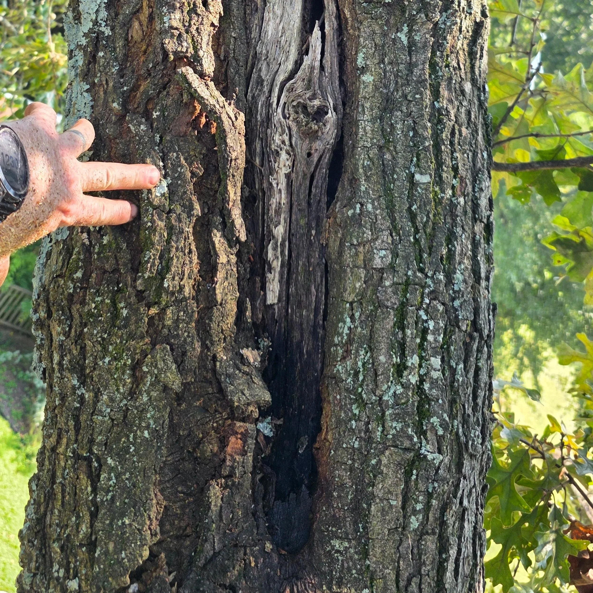 Close up of a tree trunk with a large cavity to show a structural defect.