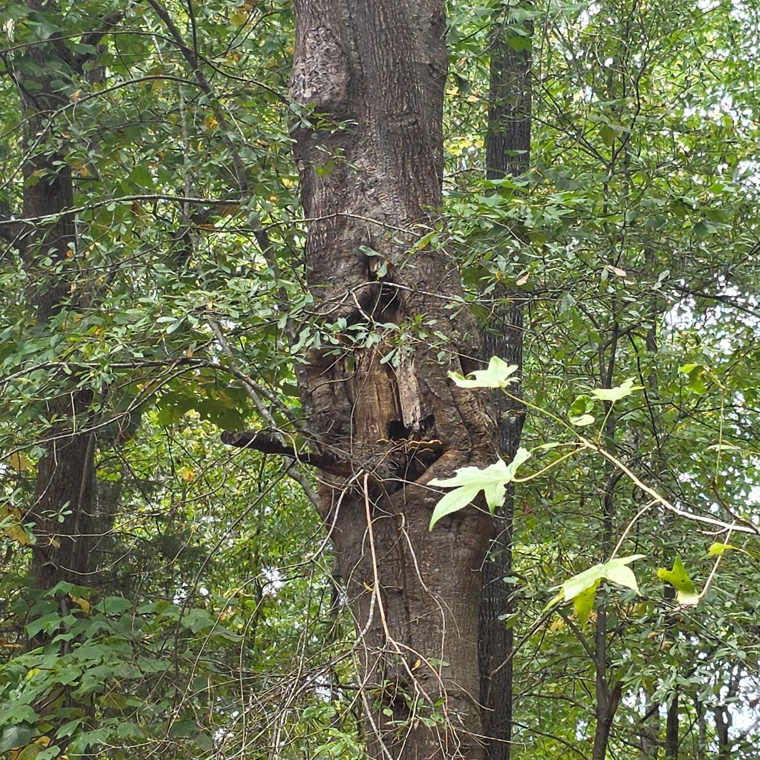 A close-up of a tree trunk with a hollow or cavity, surrounded by green leaves and branches.