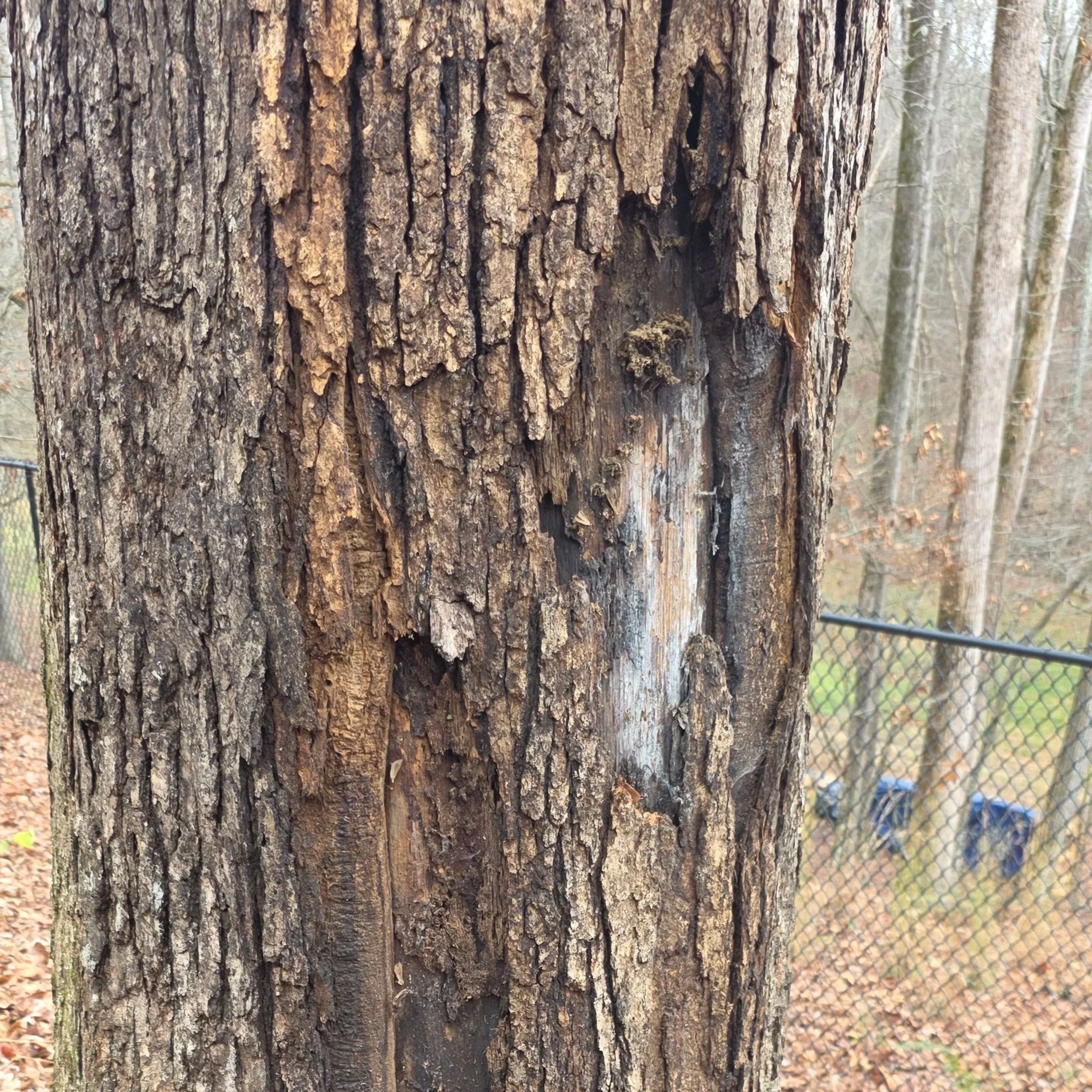 Close-up of a tree trunk with rough, textured bark, some peeling and weathered sections, in an outdoor wooded area with a chain-link fence in the background.