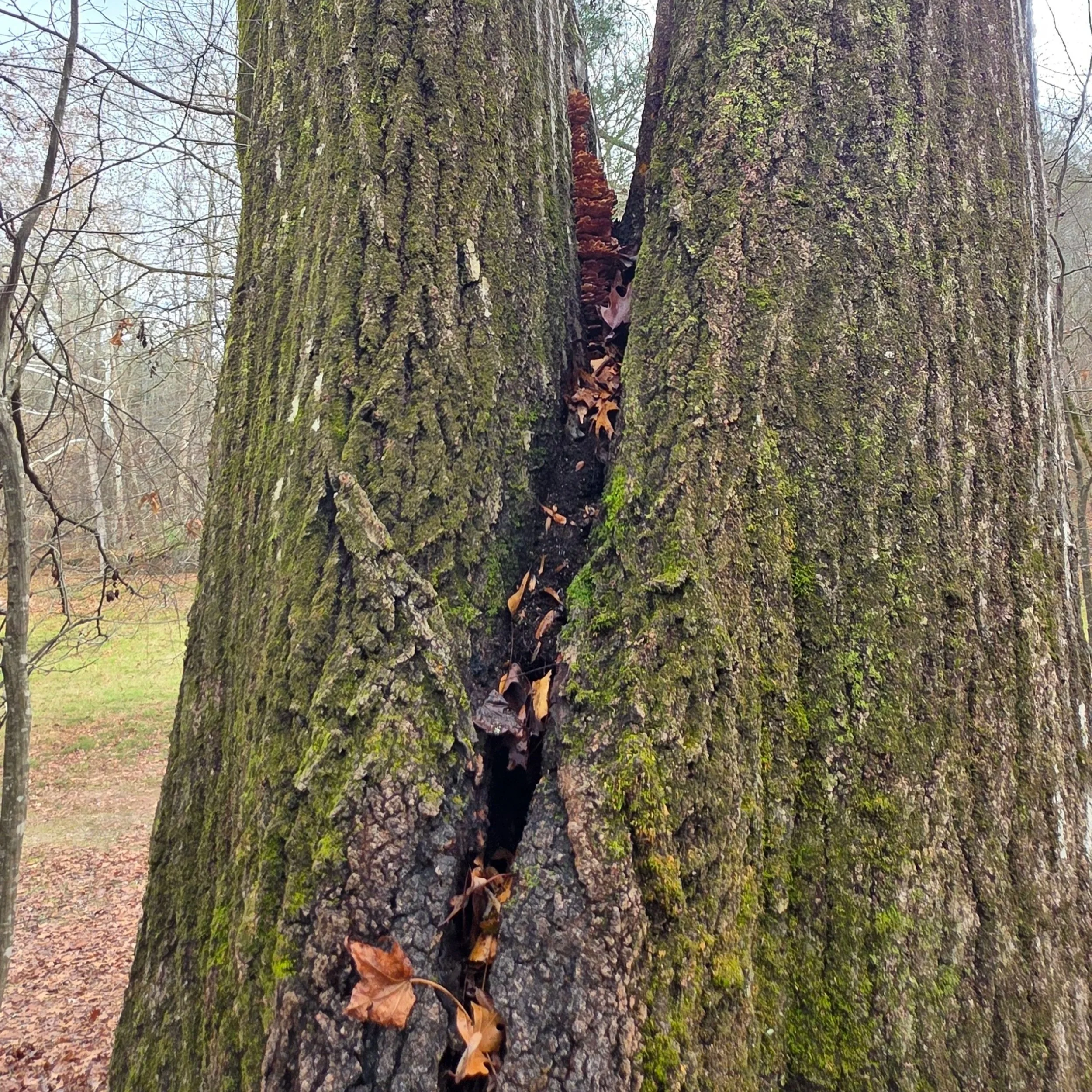 Close-up of a codominant tree trunk with a deep vertical structural defect