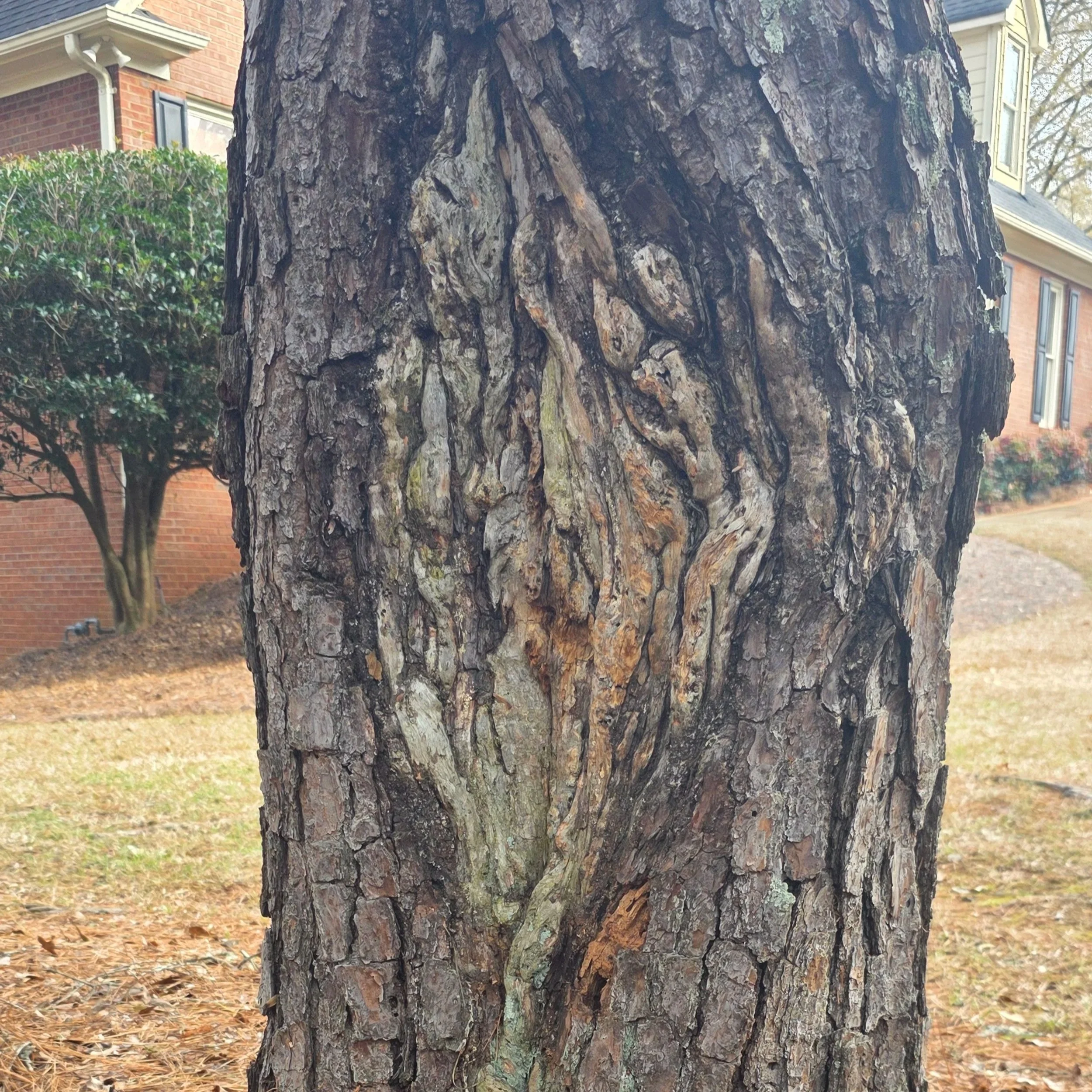 Close-up of a tree trunk with textured bark and a heart-shaped mark in the center.