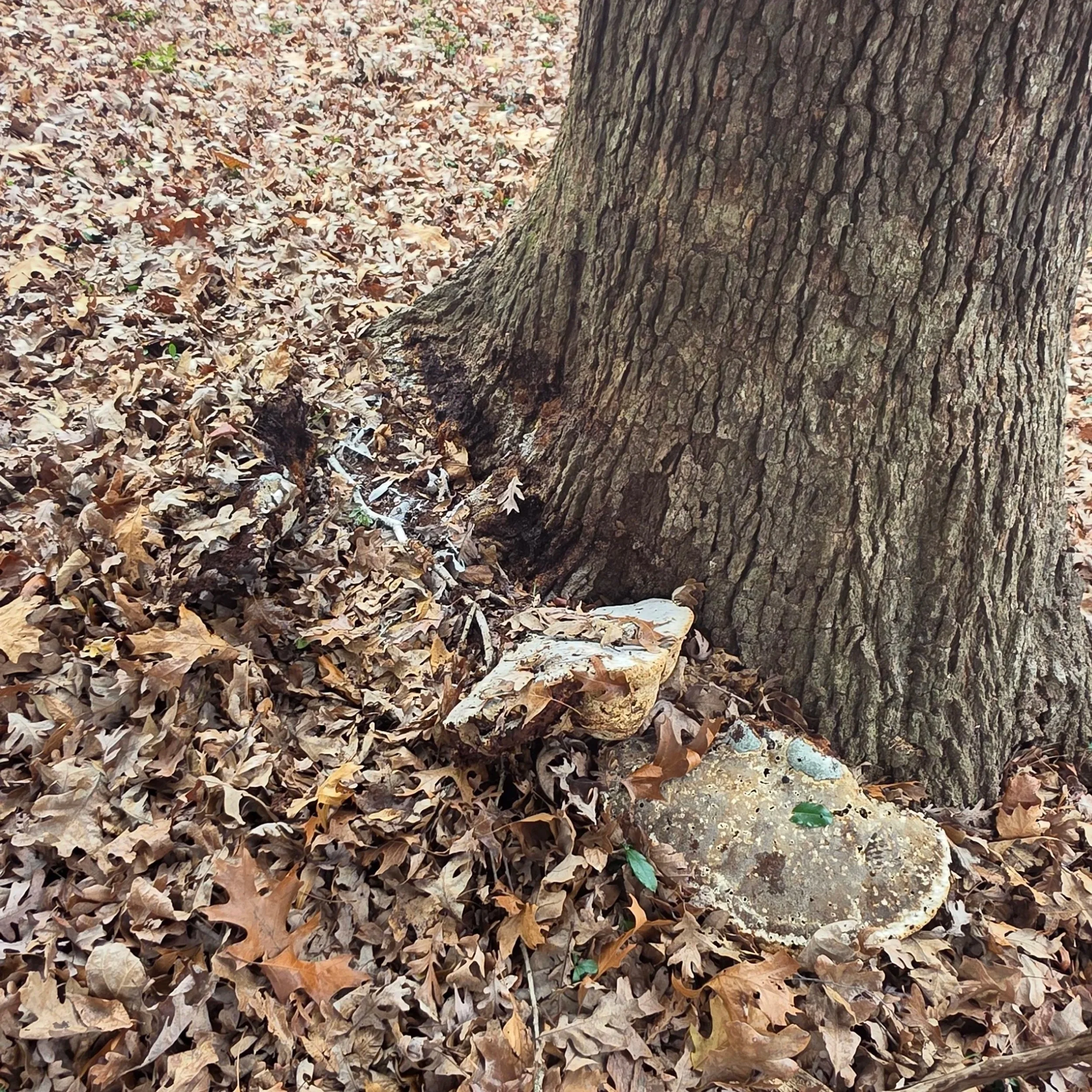 Tree trunk with roots exposed at the base, surrounded by fallen brown leaves and some fungi