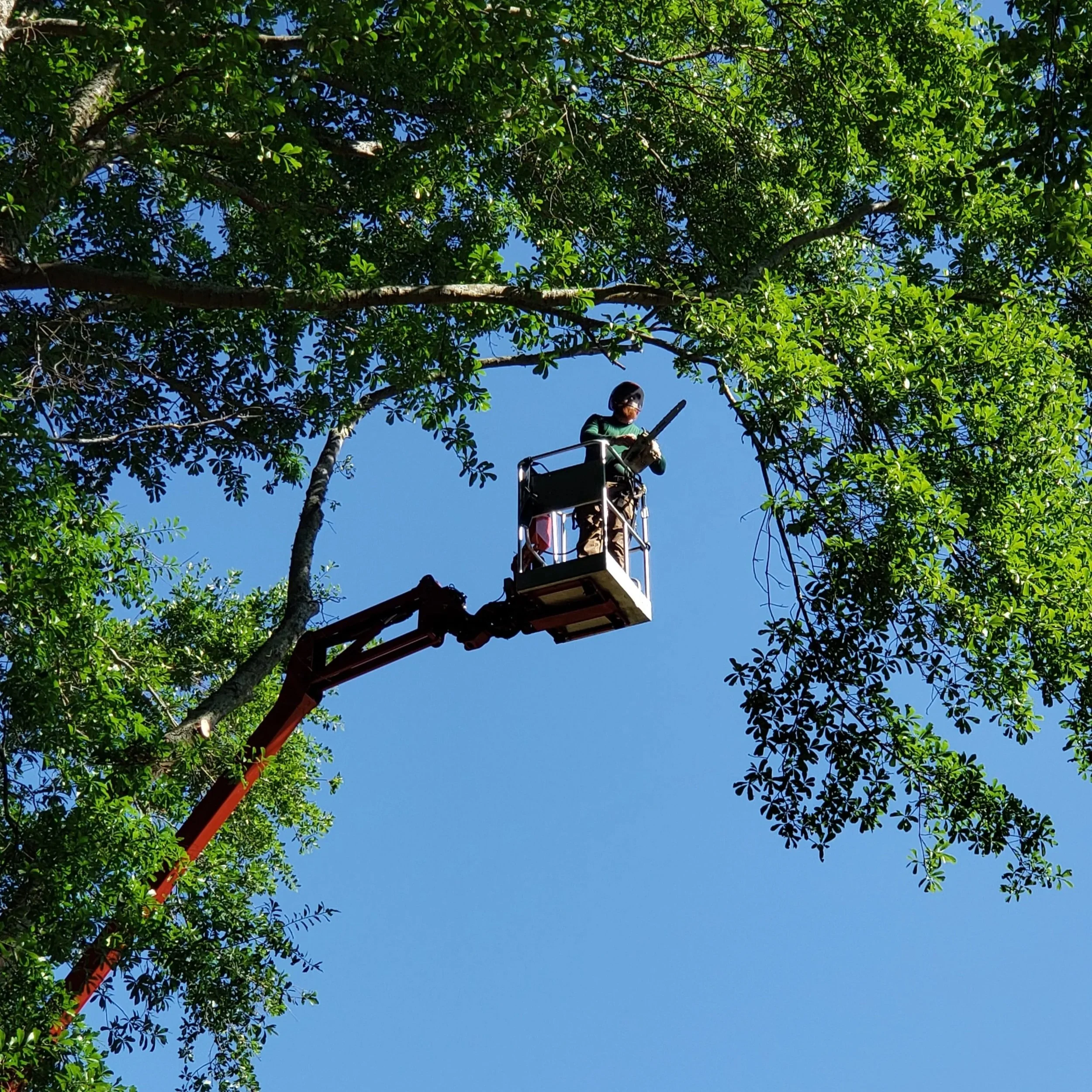 A person wearing safety gear operating a chainsaw from a cherry picker high in a tree with green leaves, set against a clear blue sky.