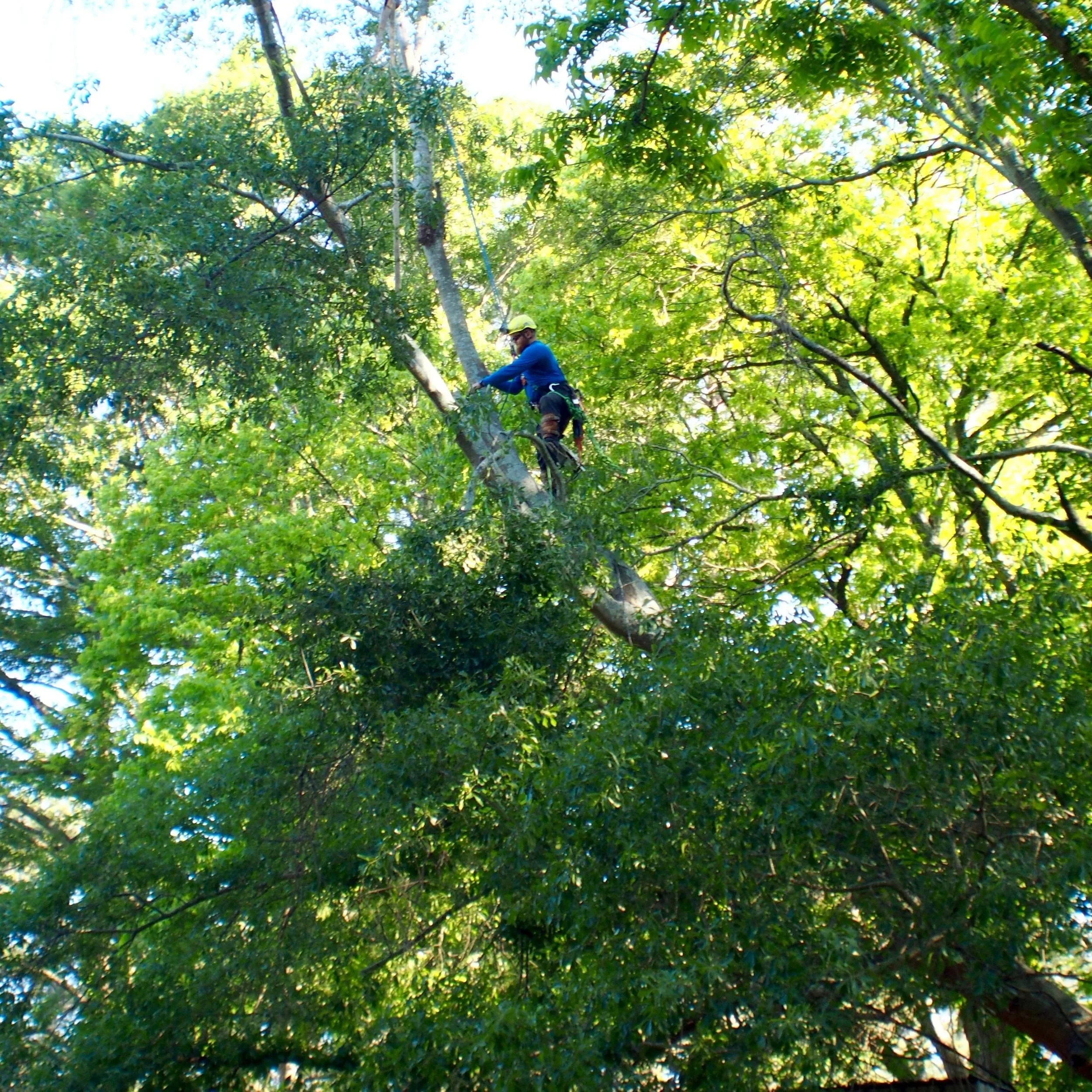 A person in a blue jacket, yellow helmet, and safety harness trimming a tree in a forested area with lush green leaves.