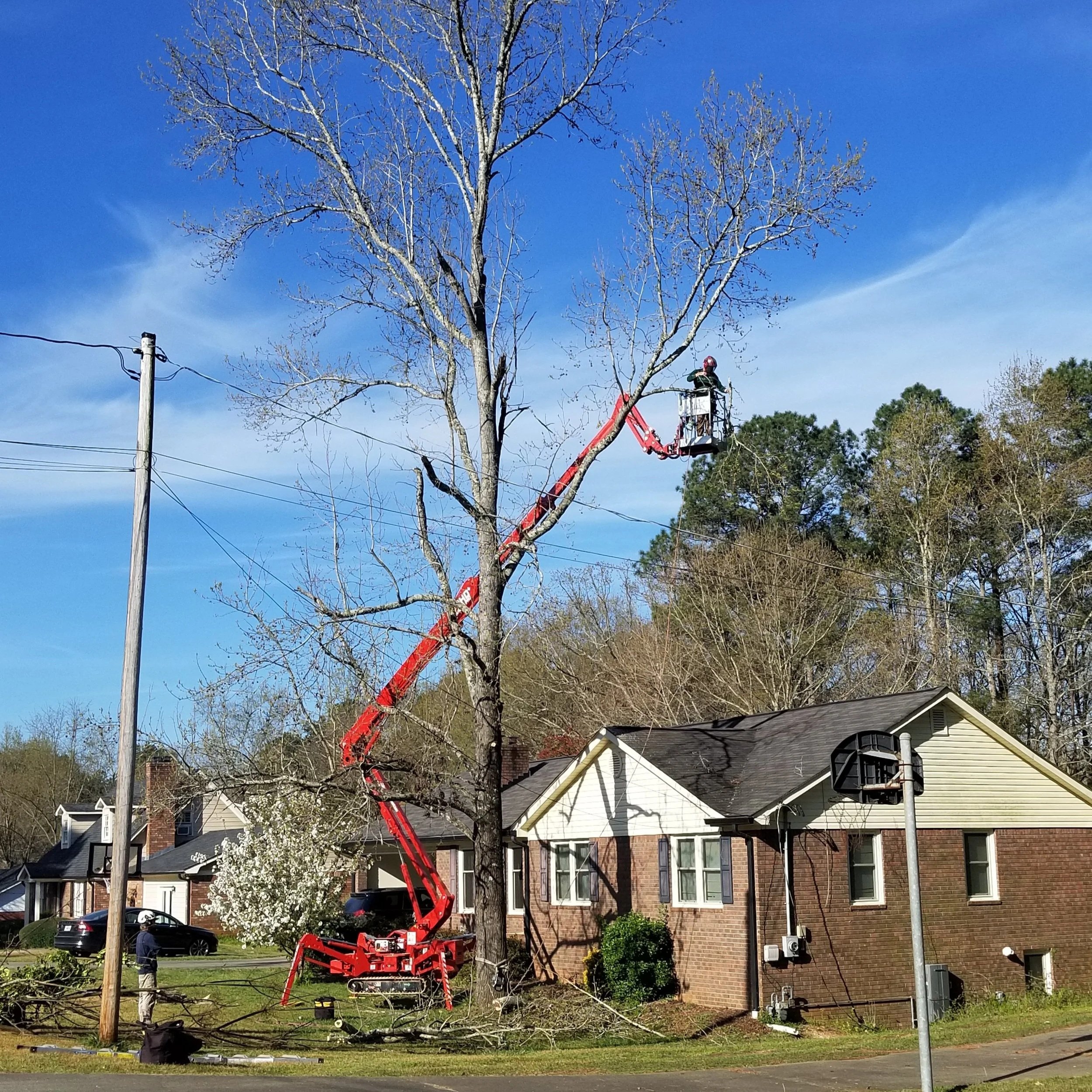 Worker trimming a tall tree using a cherry picker lift in a residential neighborhood.