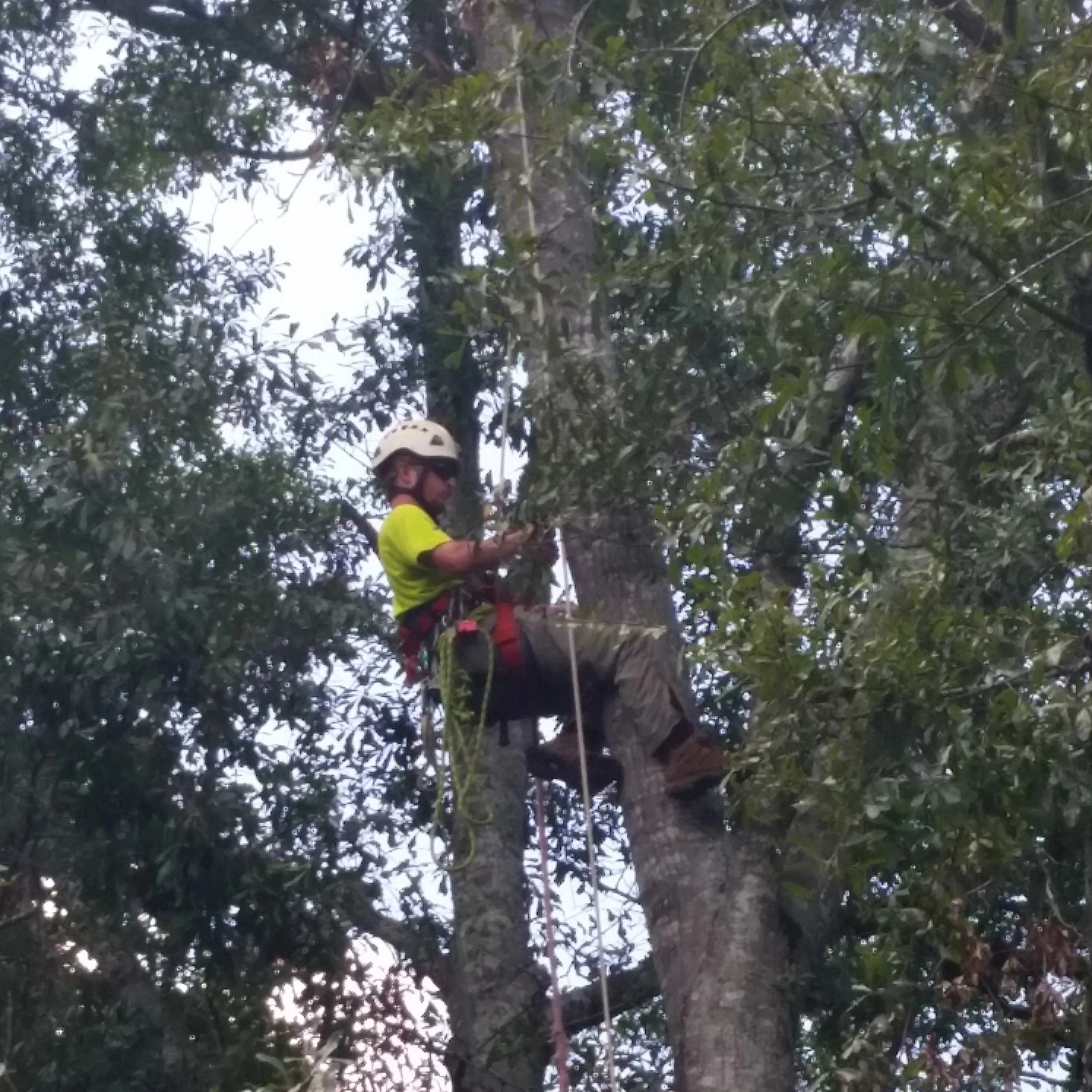 A person wearing a safety helmet and harness climbing a tall tree surrounded by green foliage.